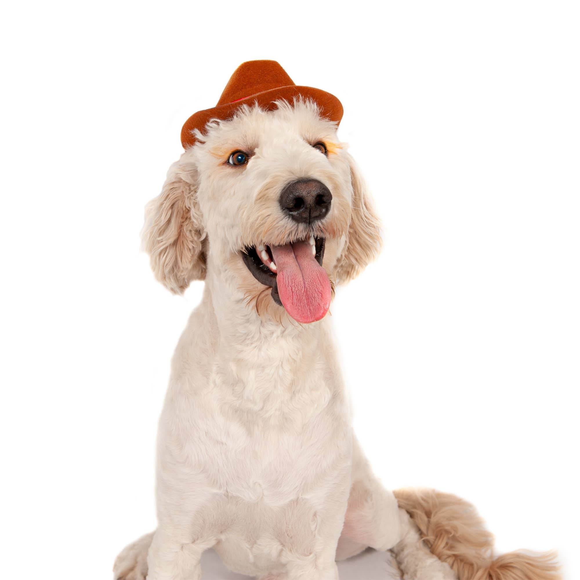 Midlee Designs - Midlee Cowboy Hat Dog Headband Costume- Large