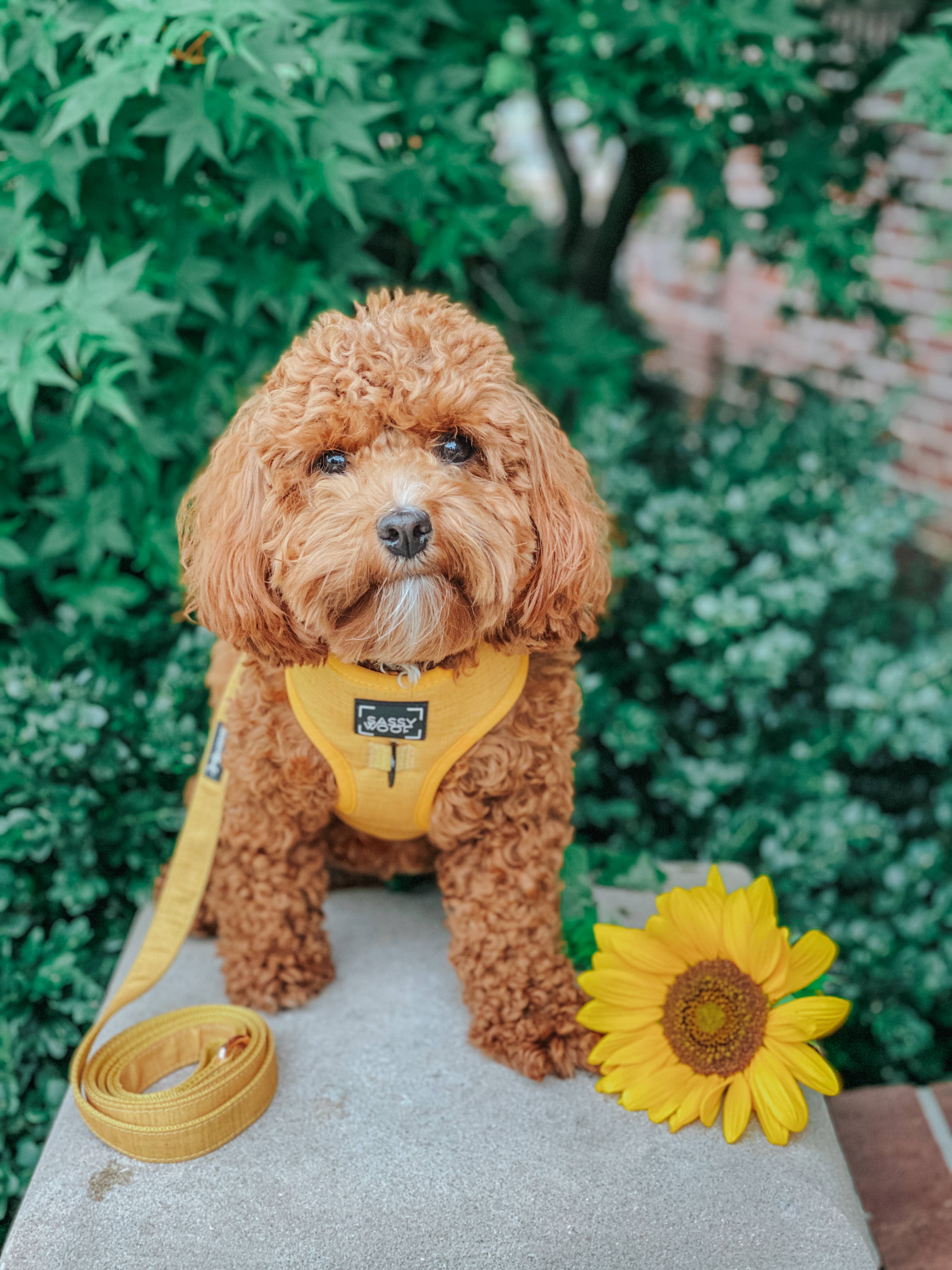 SASSY WOOF - Dog Adjustable Harness - Sunflower Fields: XS