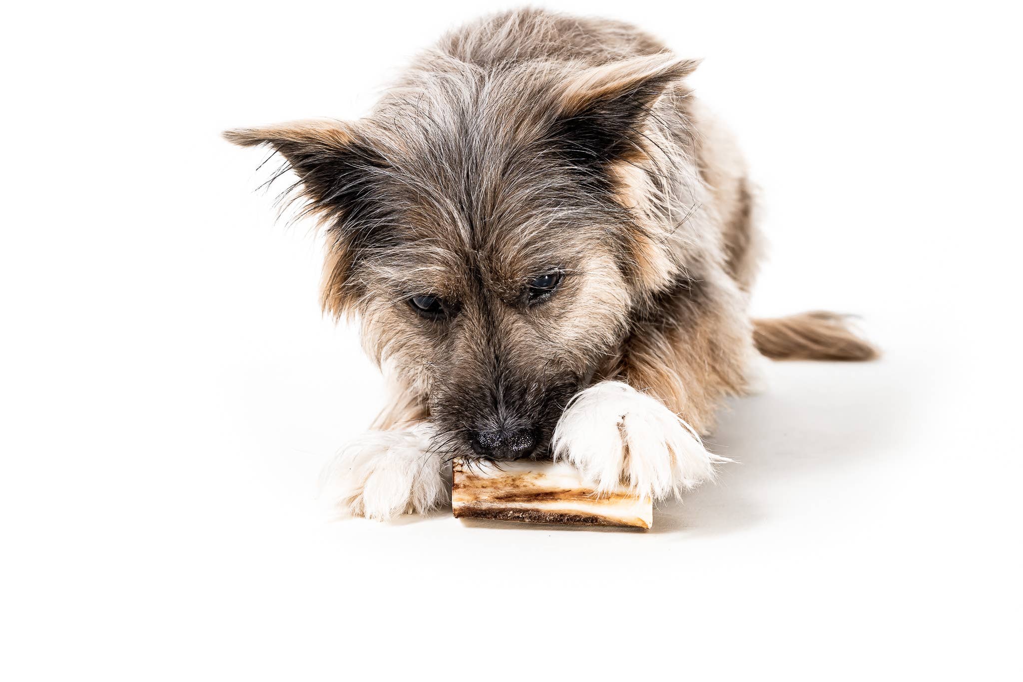 Winnie Lou - The Canine Co. - Bison Marrow Bone - 4