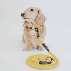 SASSY WOOF - Dog Collar - Neon Yellow: M