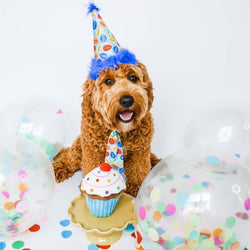 Huxley & Kent - H&K Party Hat Party Time Blue with SnugFit®: LG