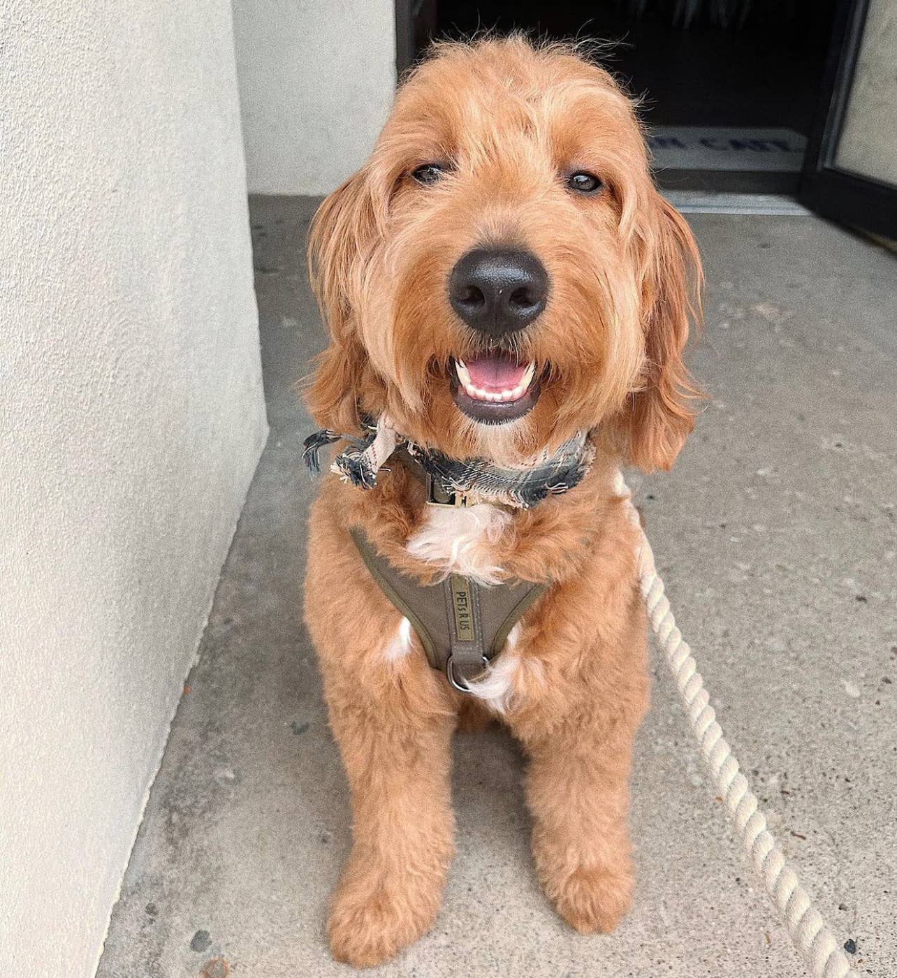 PETs R US - Adjustable No Pull Dog Harness, Olive Green Khaki: L