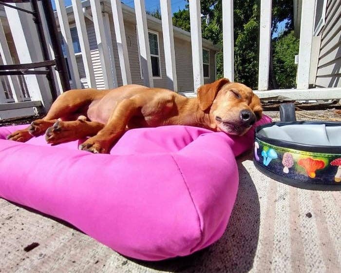 Cycle Dog - Waterproof Barrier Layout Dog Bed: Medium: 30"x20" (76x51 cm) / Black