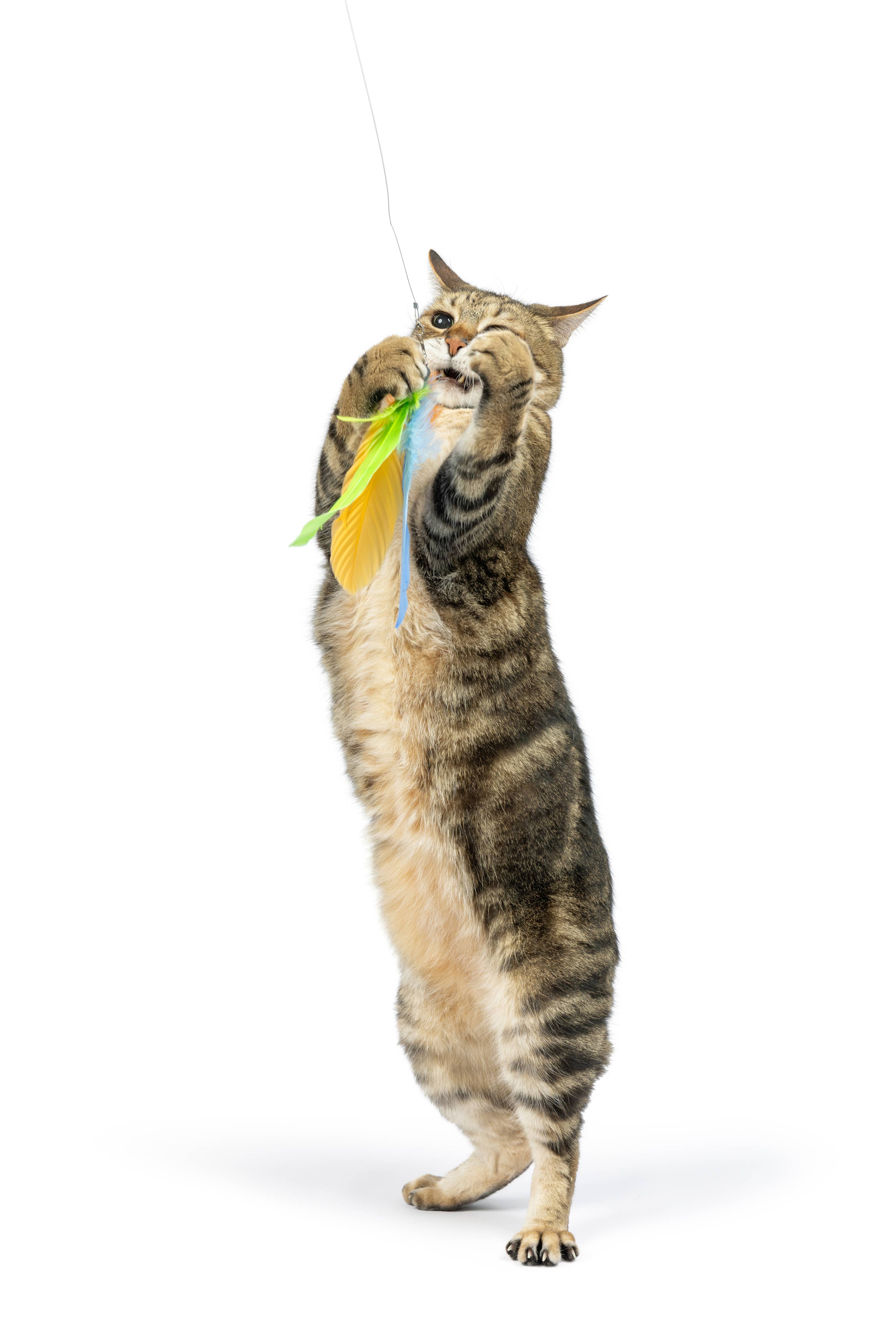 Huxley & Kent - Teaser Sour Scratch Wand Cat Toy: One Size