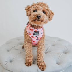 SASSY WOOF - Dog Adjustable Harness - Mon Cherry: XS