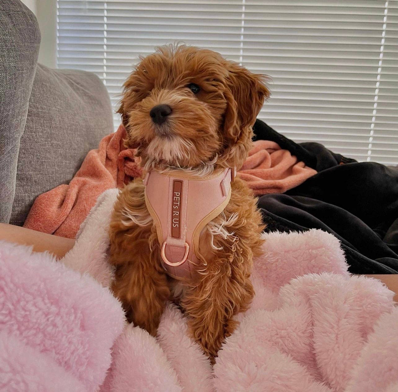 PETs R US - Adjustable No Pull Dog Harness Beige Rose Gold: XXS