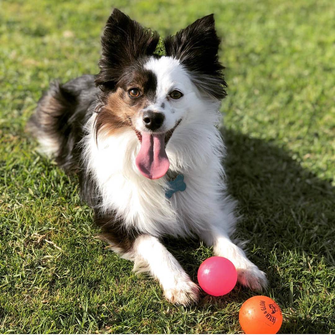 Spunky Pup - Fetch and Glow Ball: Large