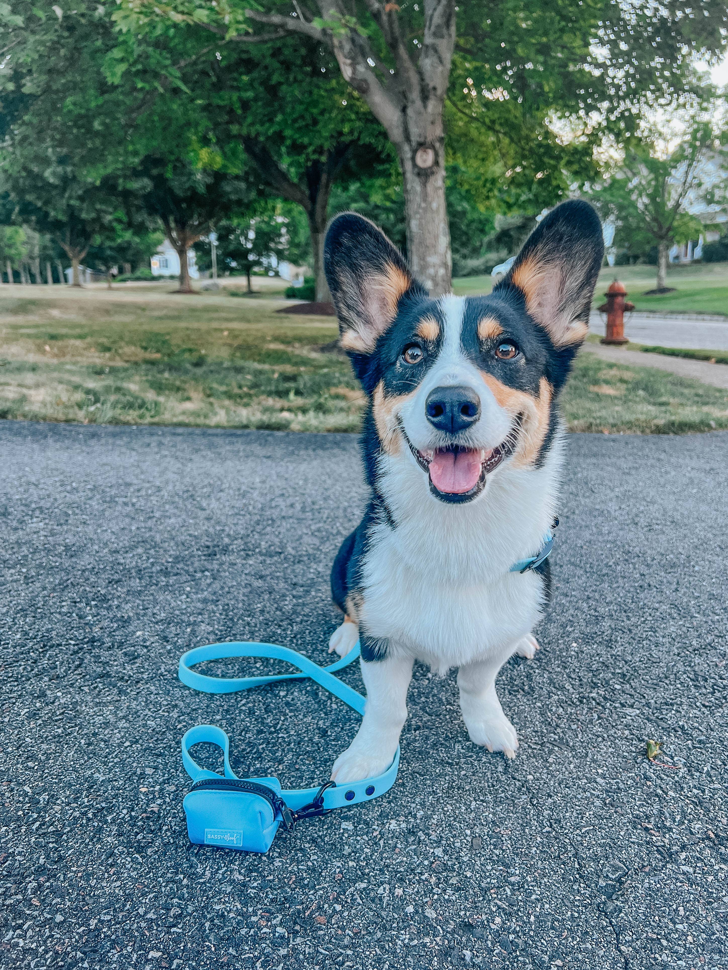 SASSY WOOF - Waterproof Dog Leash - Blue