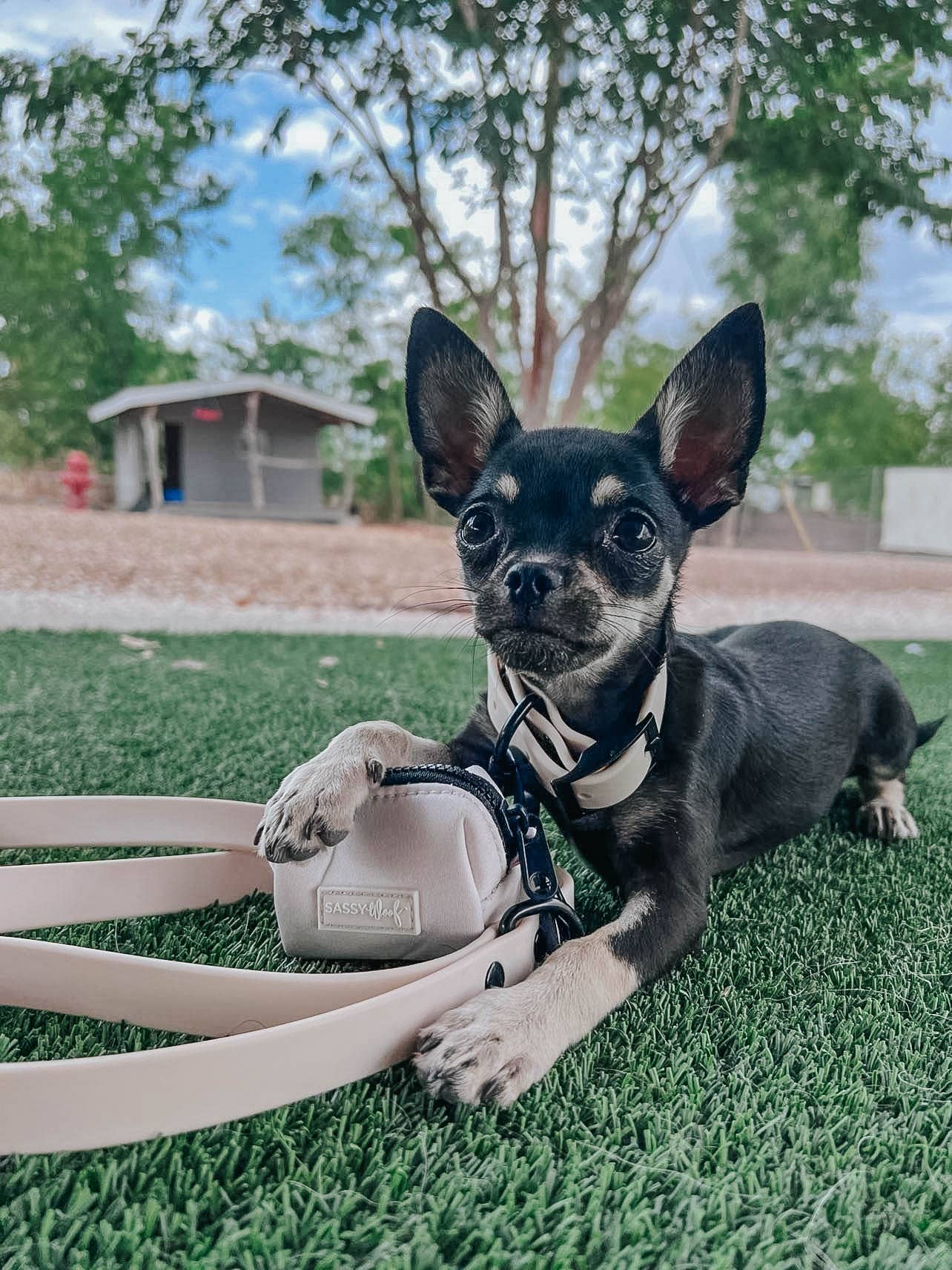 SASSY WOOF - Waterproof Dog Leash - Beige