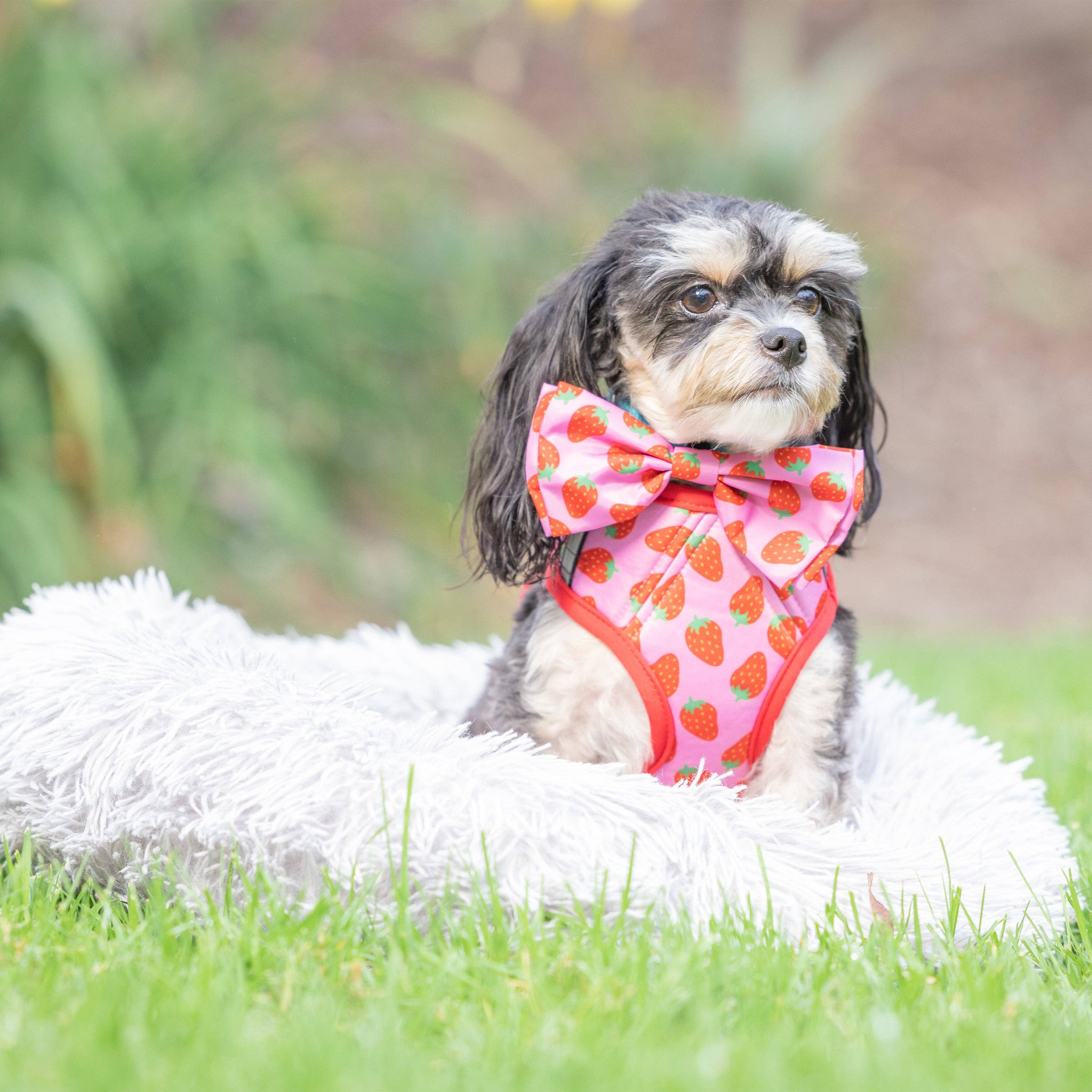 Huxley & Kent - Strawberries Printed Hudson Harness: XS (6-10lbs)