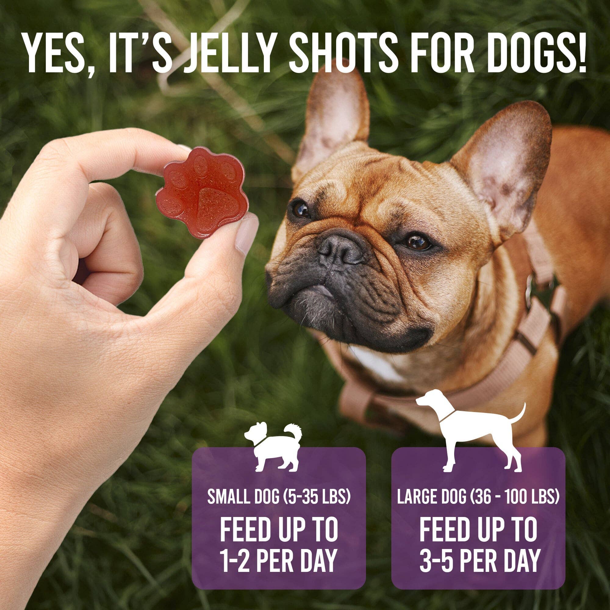 SodaPup Dog Toys - Dogtastic Jelly Shots - Mango Flavor: Dogtastic Jelly Shots gelatin mix for dogs - Mango Flavor