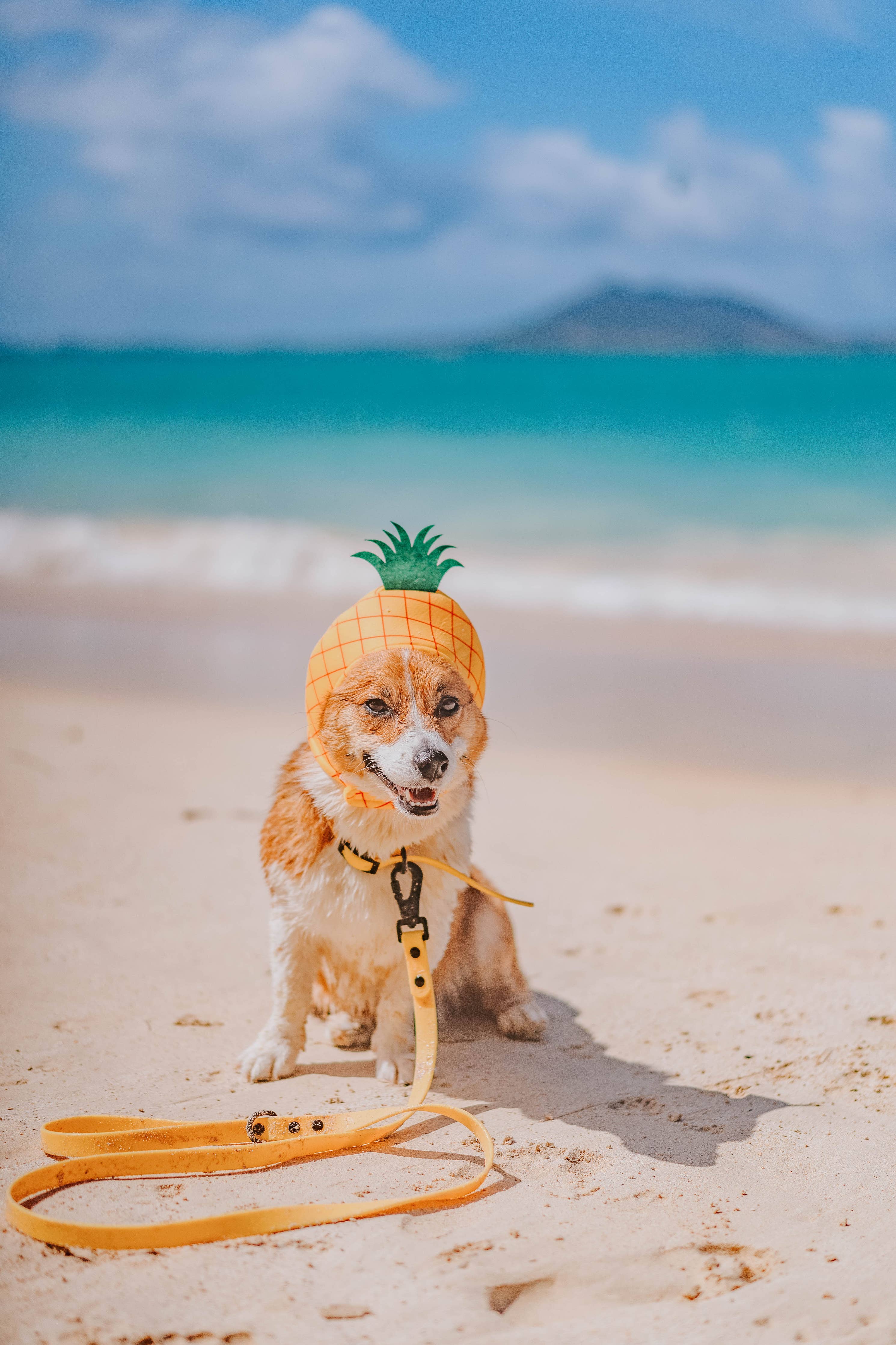 SASSY WOOF - Waterproof Dog Leash - Yellow