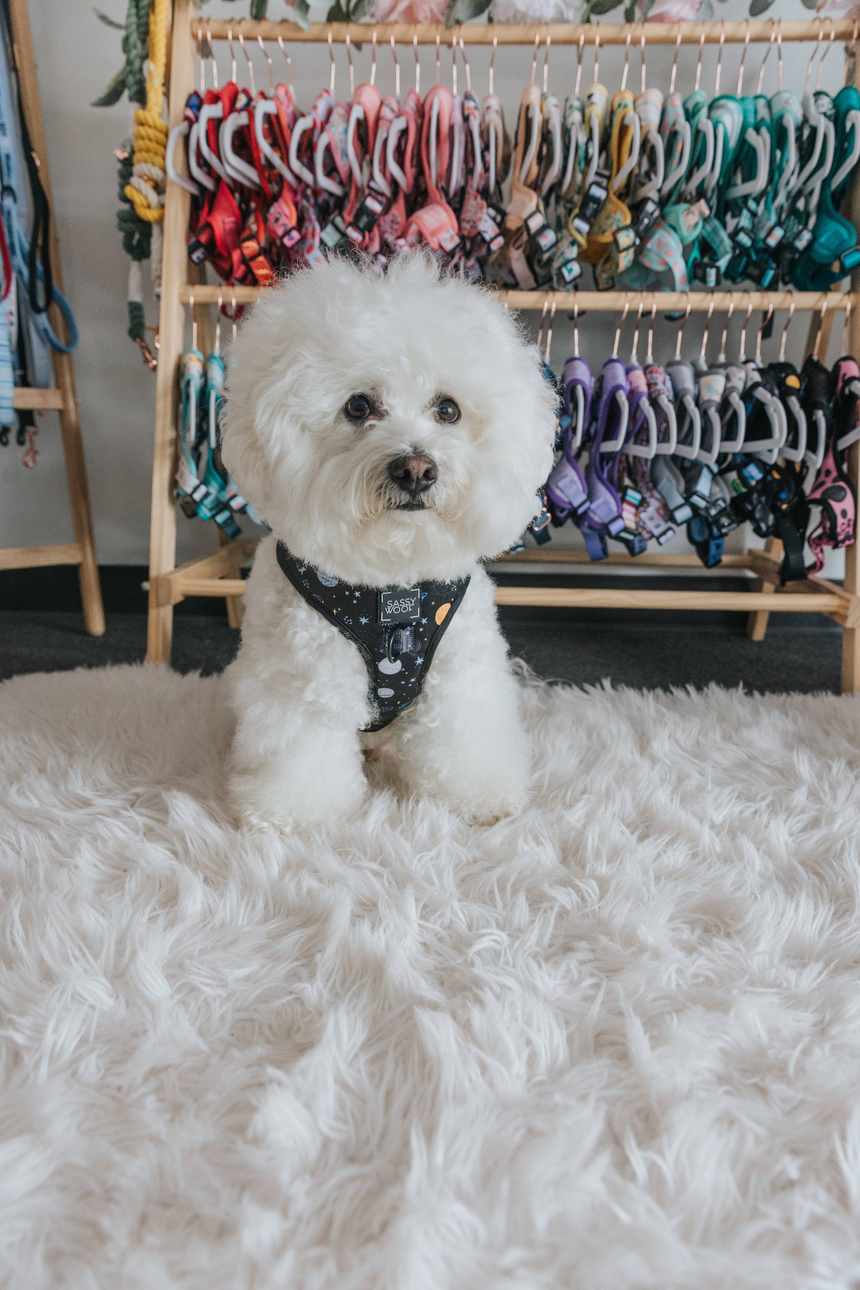 SASSY WOOF - Dog Adjustable Harness - To the Stars and Beyond: XXSmall