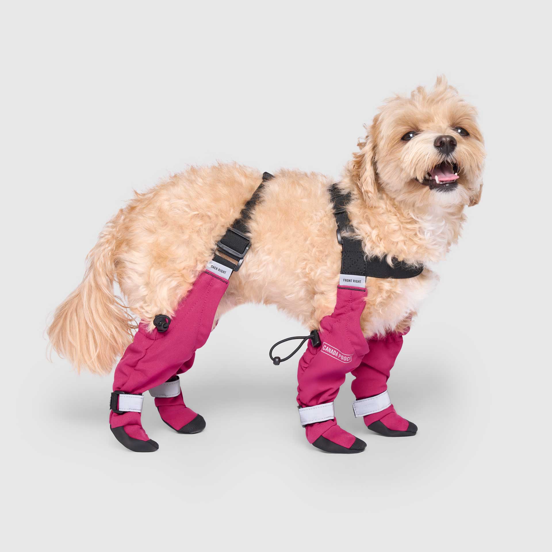 Canada Pooch - Suspender Boots- Dog Boots: Black / 3
