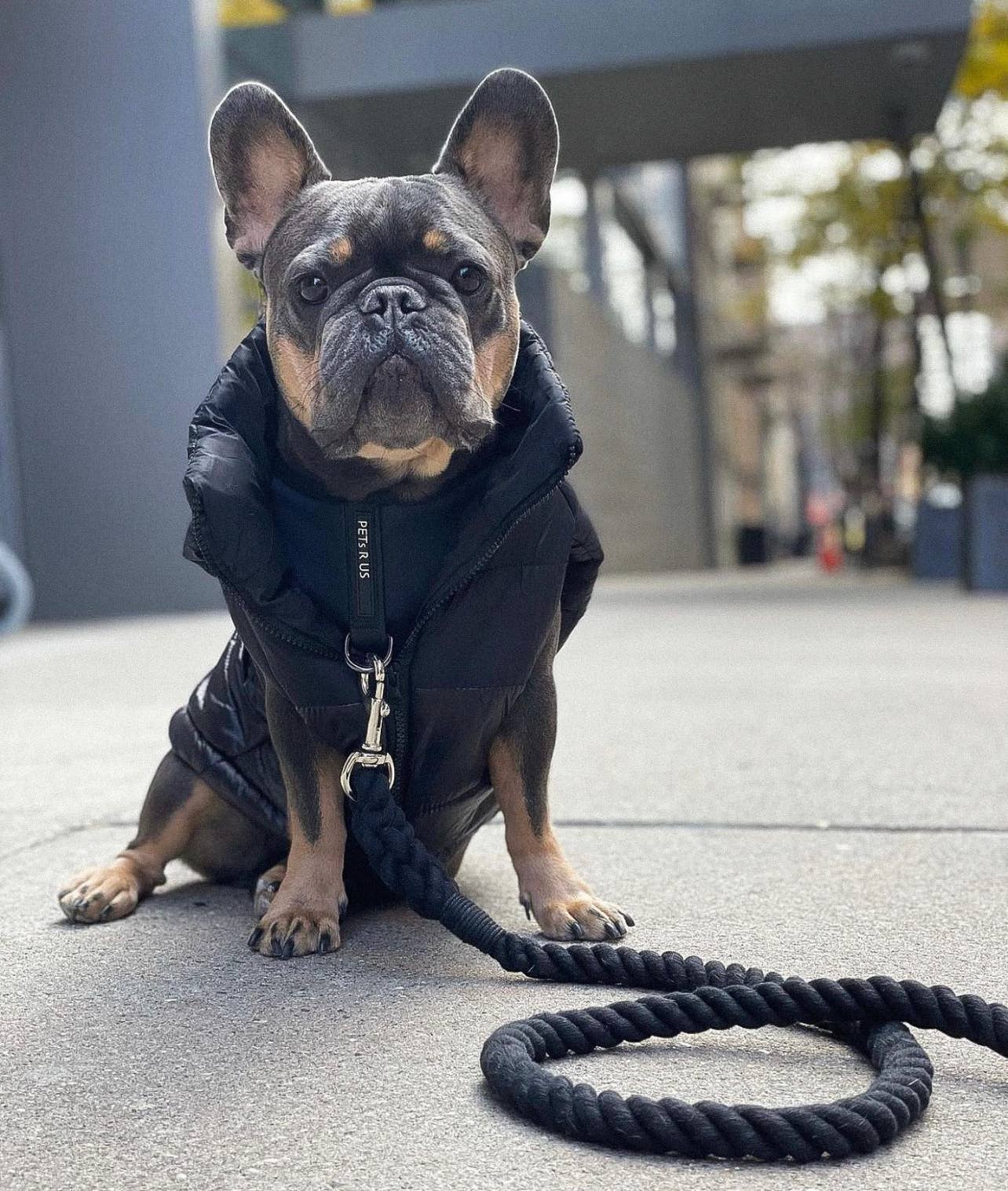 PETs R US - Adjustable No Pull Dog Harness, Charcoal Black: M