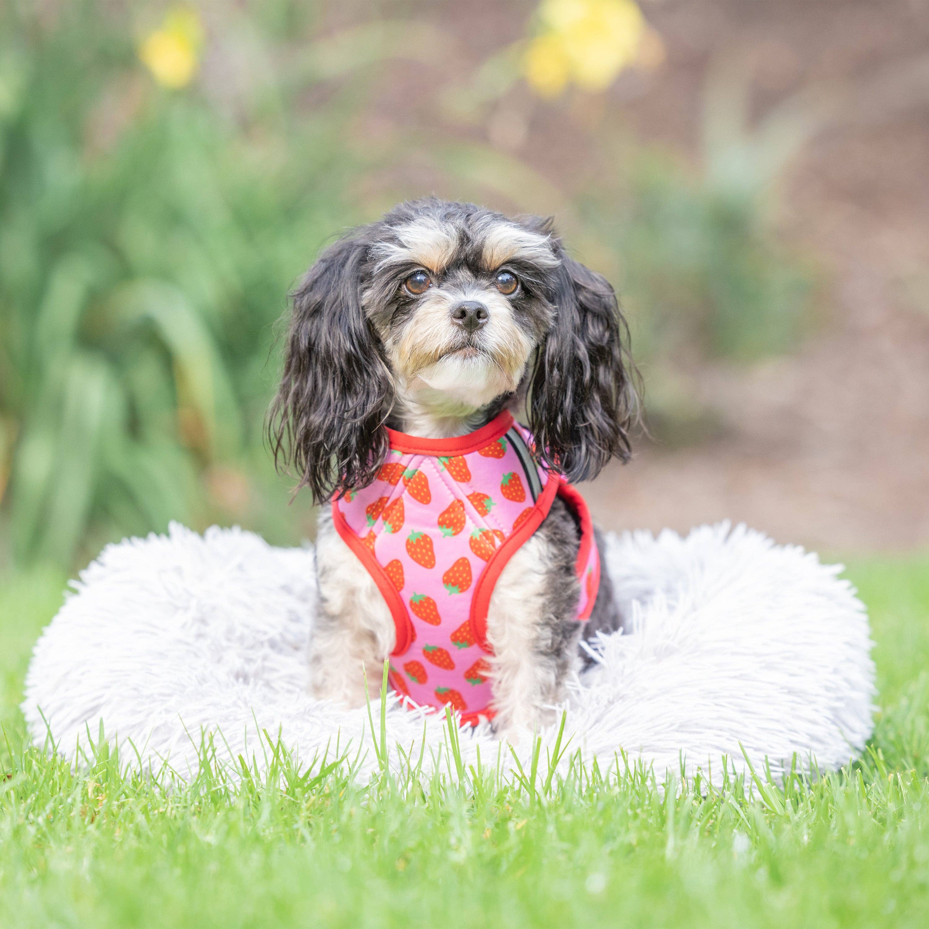 Huxley & Kent - Strawberries Printed Hudson Harness: XS (6-10lbs)