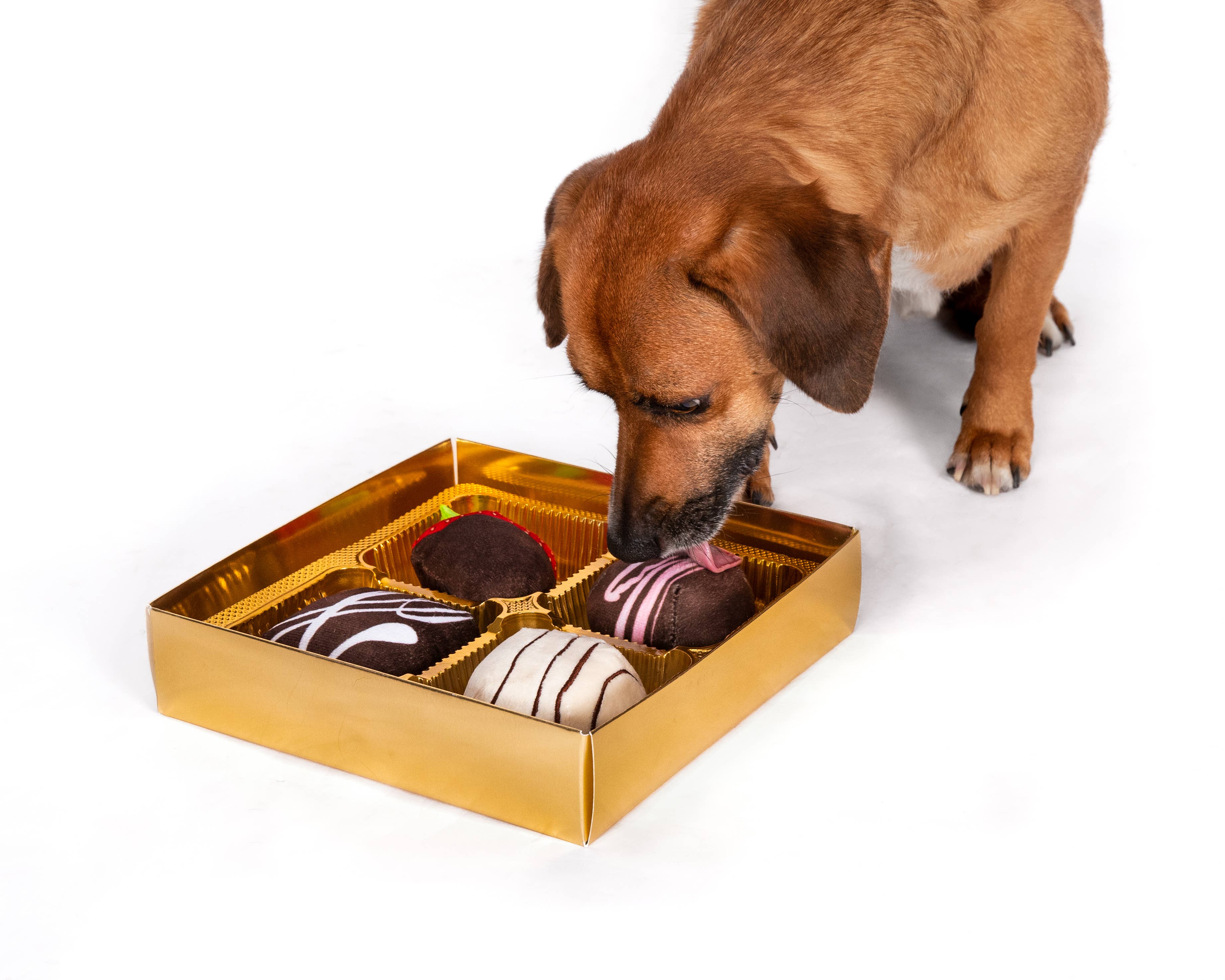 Dogiva Box of Chocolates Valentine's Day Dog Toy: Default Title