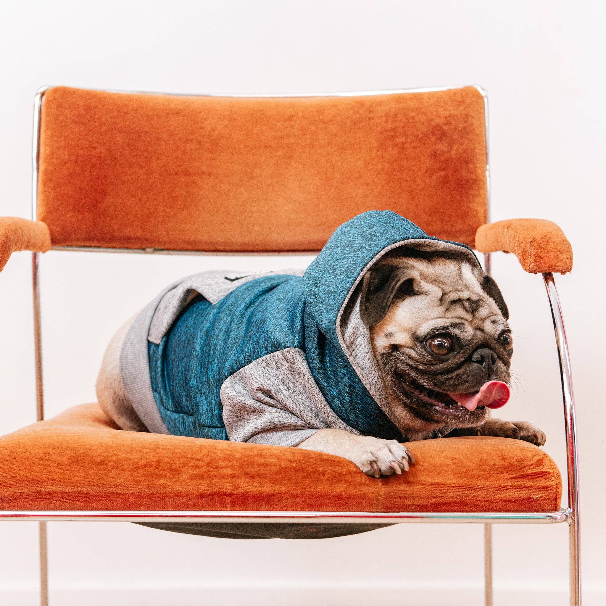 Frenchie - Frenchie Dog Hoodie - Blue & Grey: M