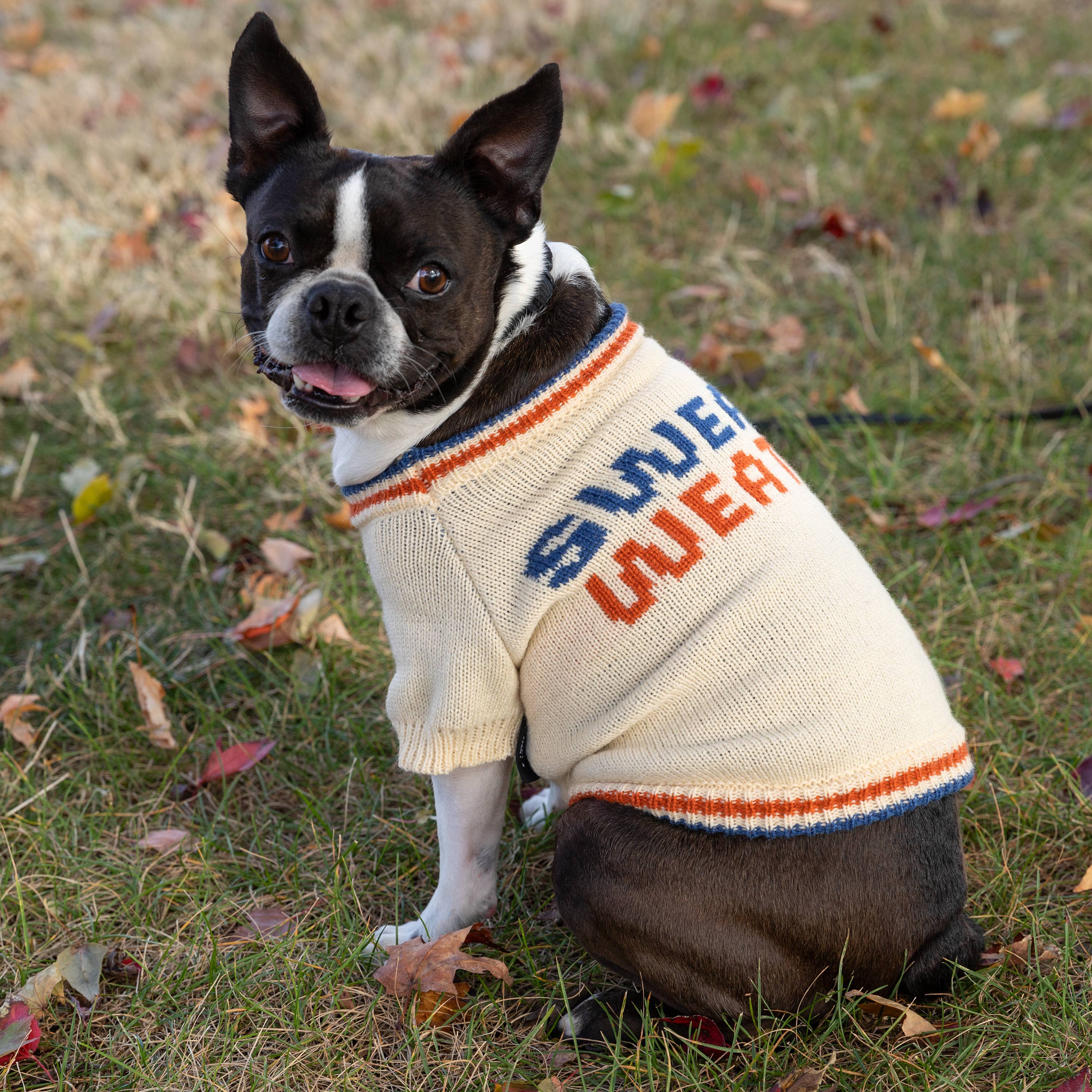 Sweater Weather - Dog Sweater: Small