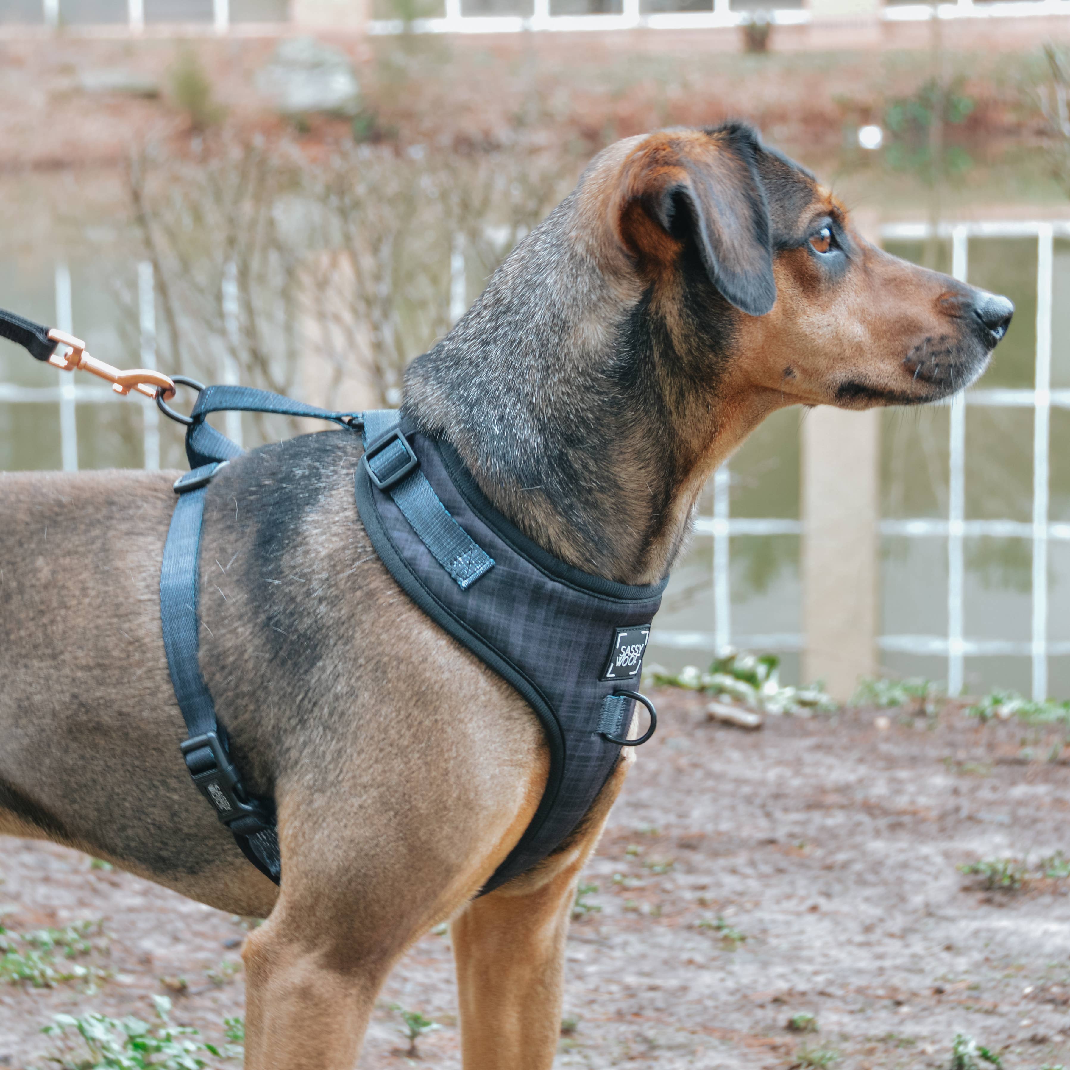 SASSY WOOF - Dog Adjustable  Harness - Baby Got Black: XXL