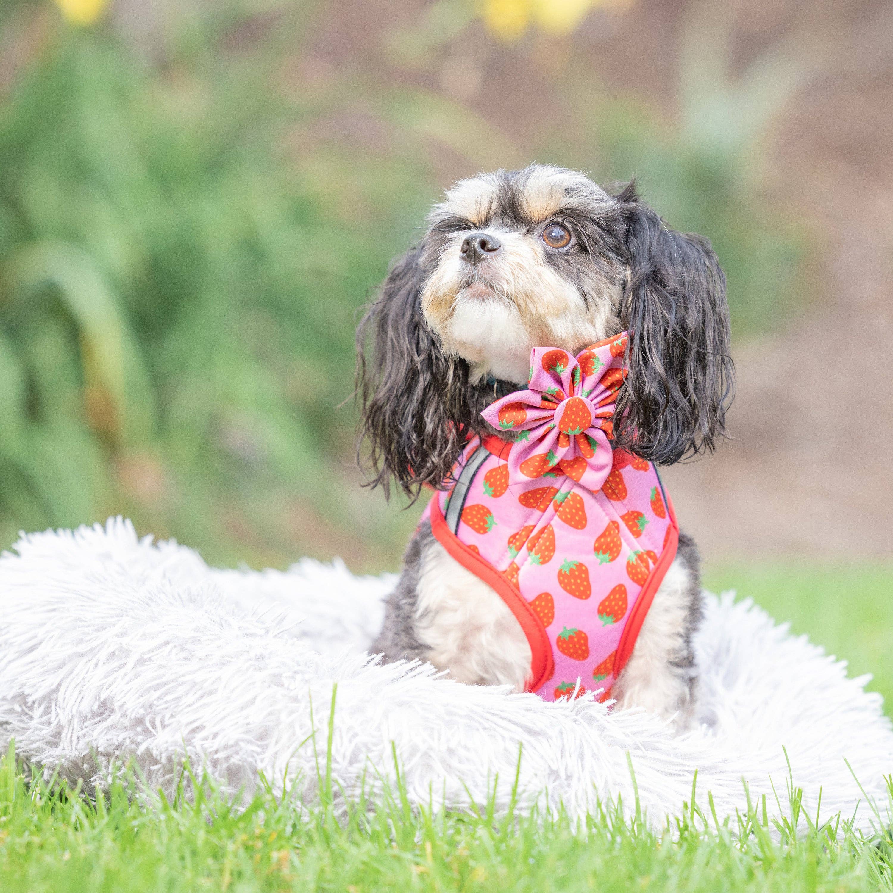 Huxley & Kent - Strawberries Printed Hudson Harness: XS (6-10lbs)