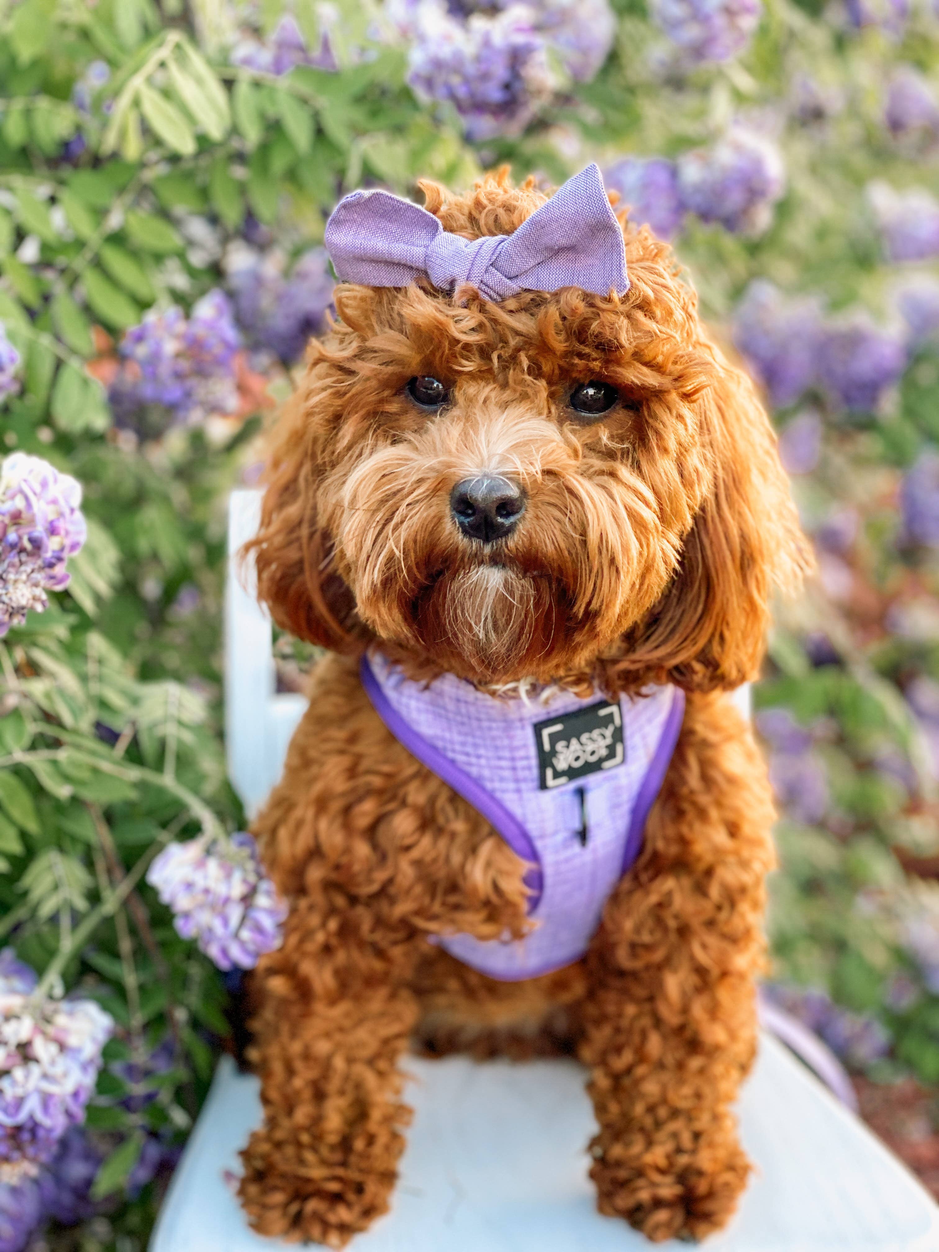 SASSY WOOF - Dog Adjustable Harness - Aurora: XXL