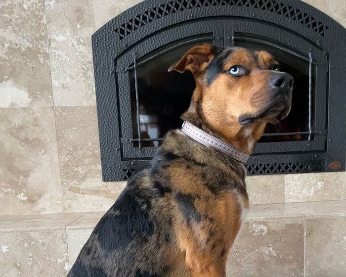 Cycle Dog - Dude Sweater Dog Collar: Latch-Lock Metal Buckle / Standard / Large 17-27” (43-69 cm)