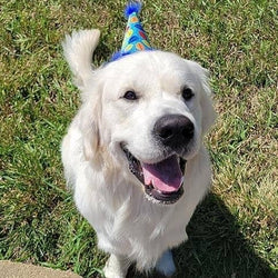 Huxley & Kent - H&K Party Hat Party Time Blue with SnugFit®: LG