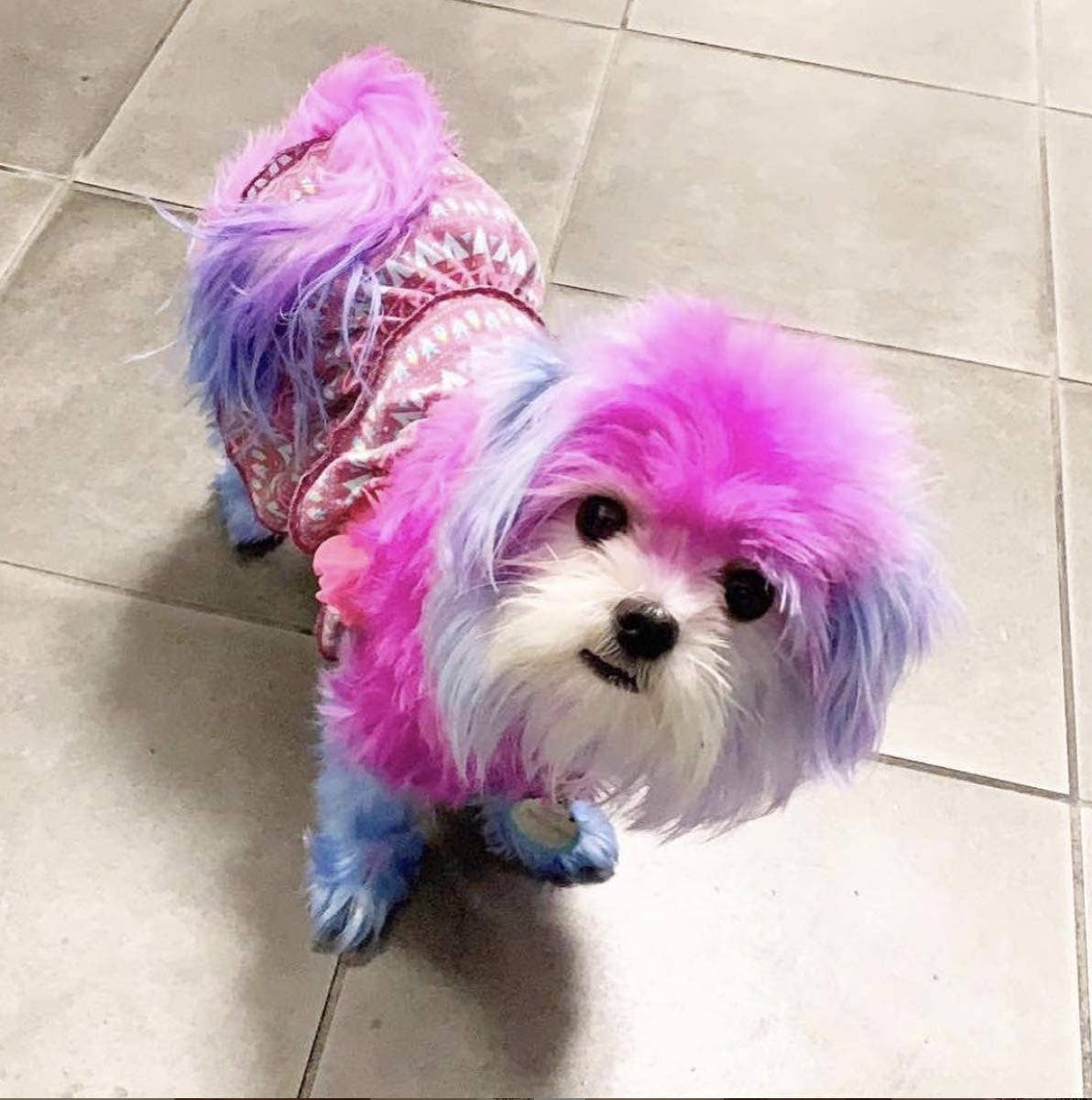 Warren London Dog Products - Critter Color - Temporary Fur Coloring - 7 Color Options: All 7 Colors