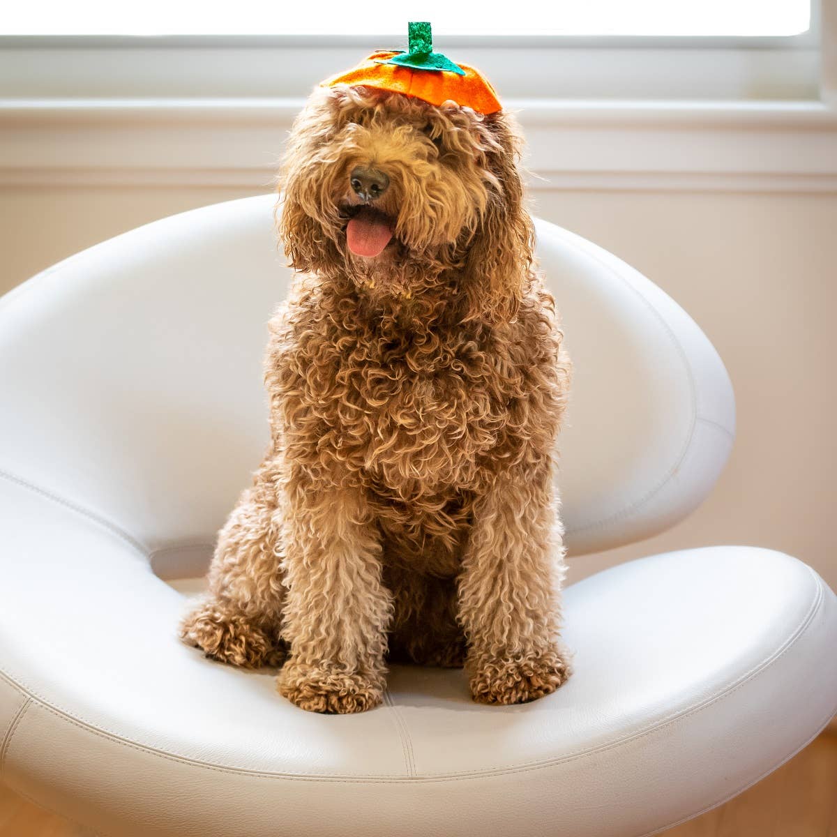 Midlee Designs - Midlee Dog Pumpkin Headband Halloween Costume
