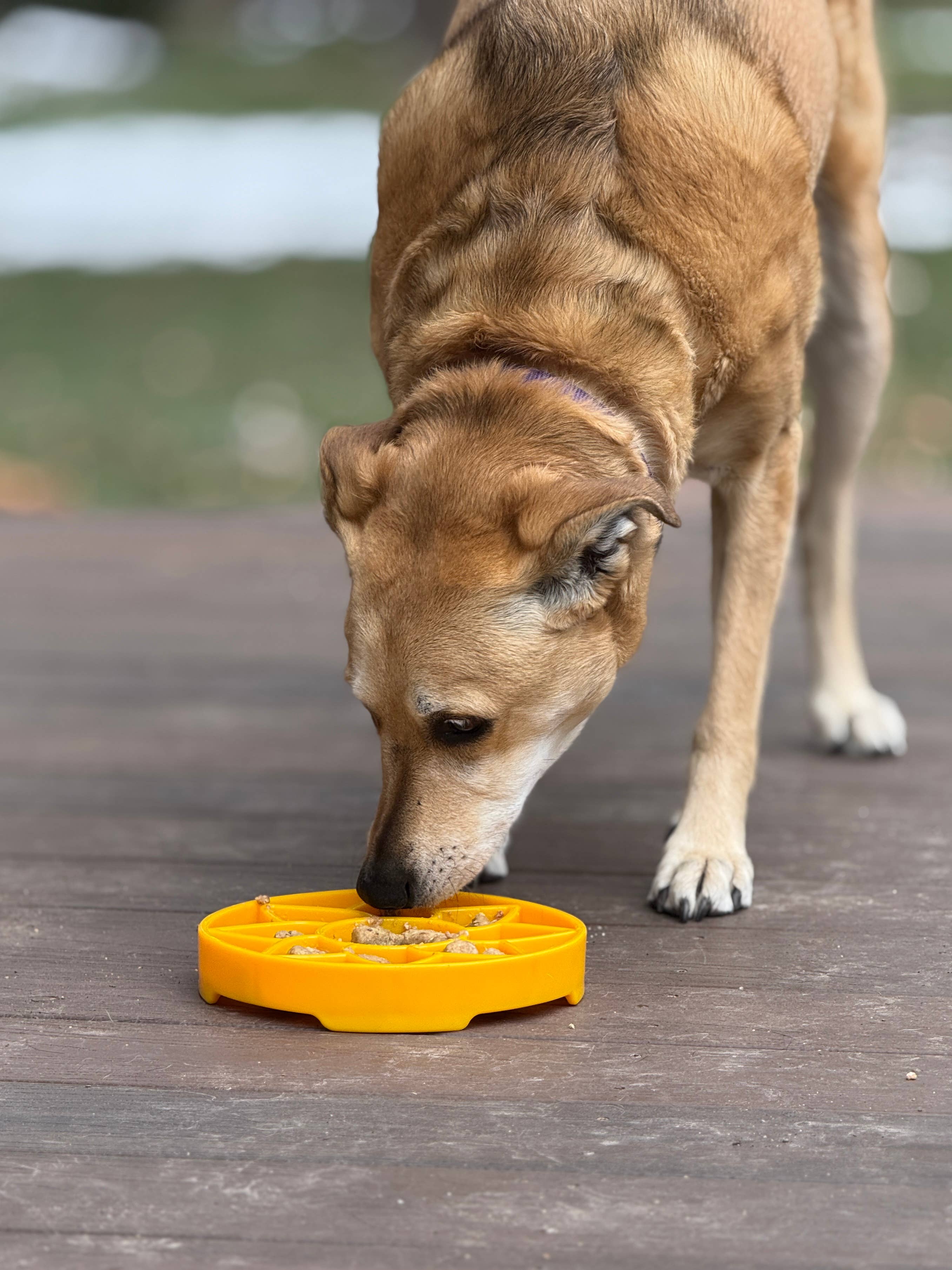 SodaPup Dog Toys - Sunflower Design eTray Enrichment Slow Feeder Tray for Dogs - Yellow: Yellow