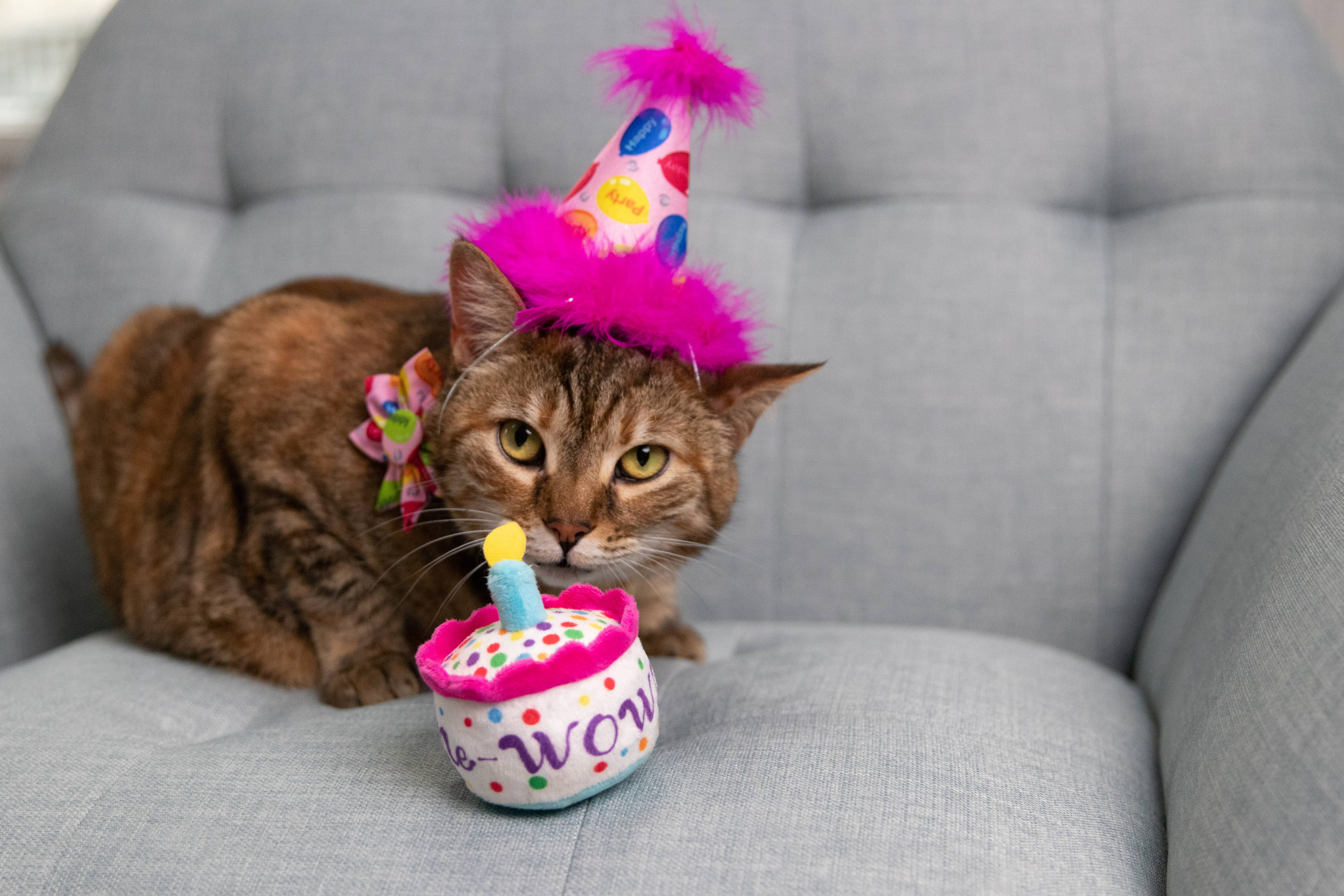 Huxley & Kent - Mewow Cake for Cats