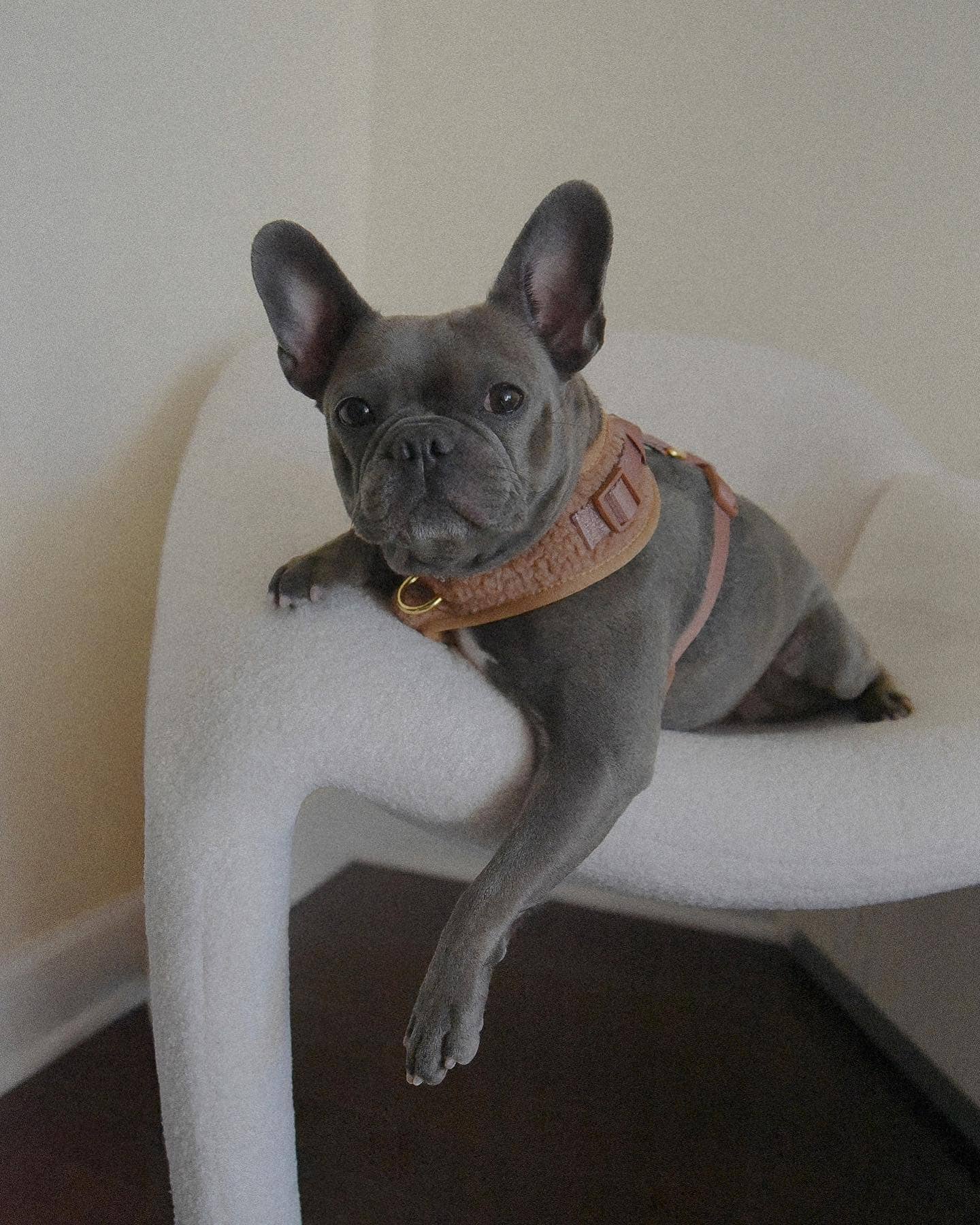 PETs R US - Adjustable No Pull Dog Harness, Teddy Sherpa Brown: M