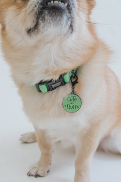 SASSY WOOF - Dog Collar - Neon Green: S