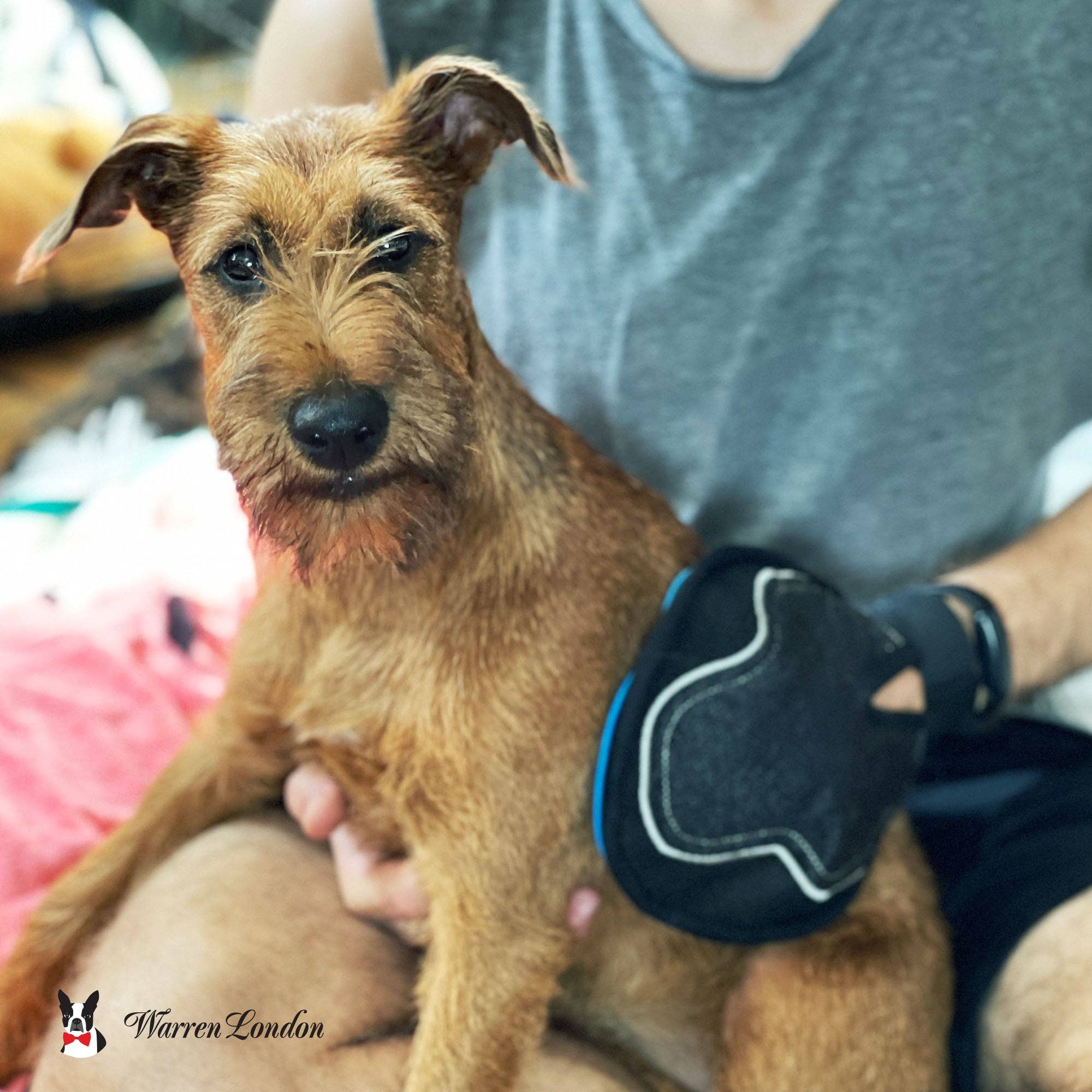 Warren London Dog Products - 2 in 1 Pet Grooming Glove for Dogs & Cats - Double Sided