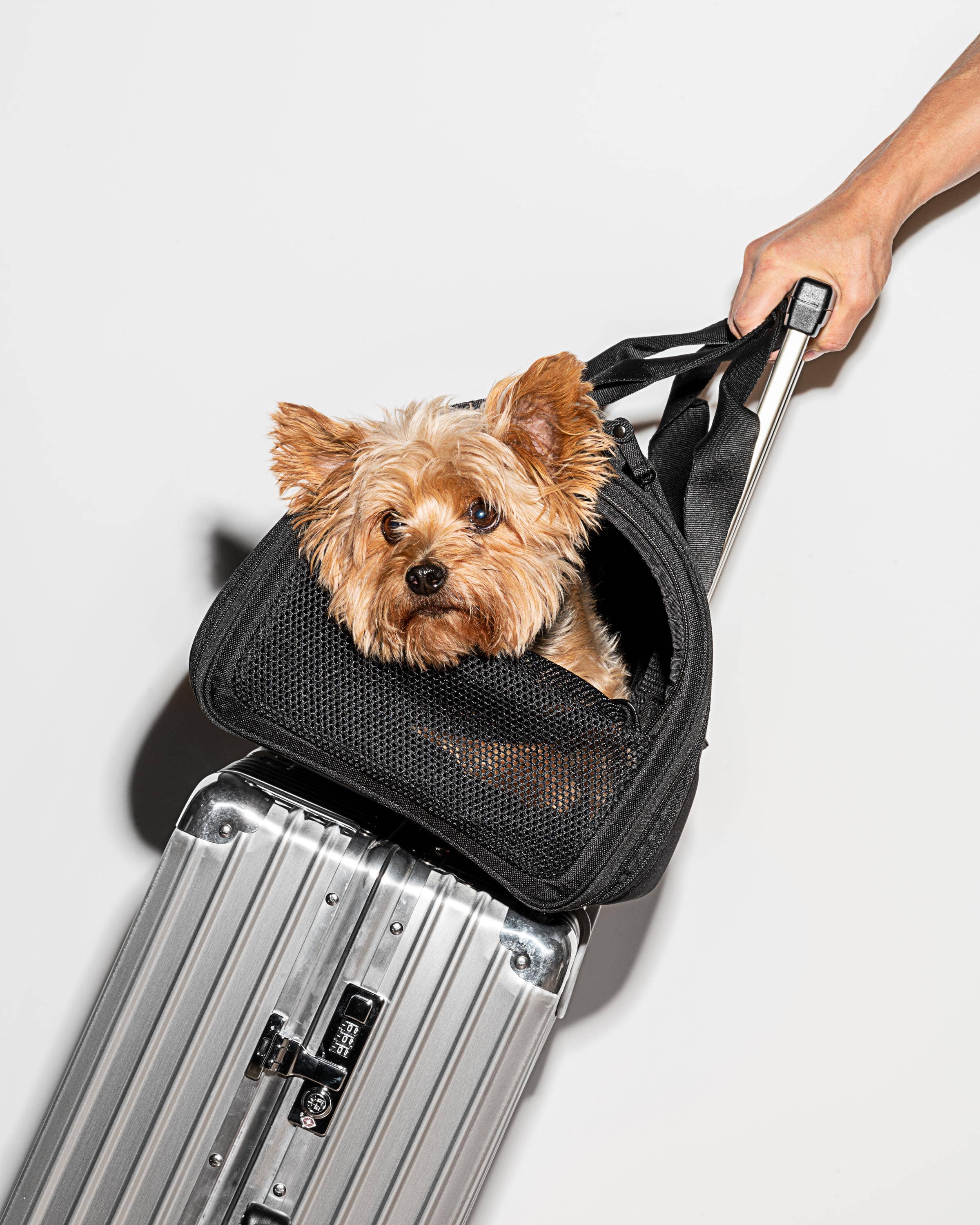 Wild One - Travel TSA Compliant Pet Dog Carrier: Black