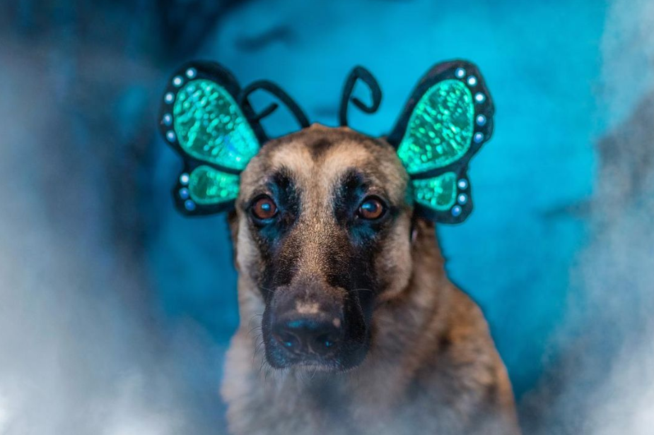 Midlee Designs - Midlee Butterfly Headband Halloween Dog Costume