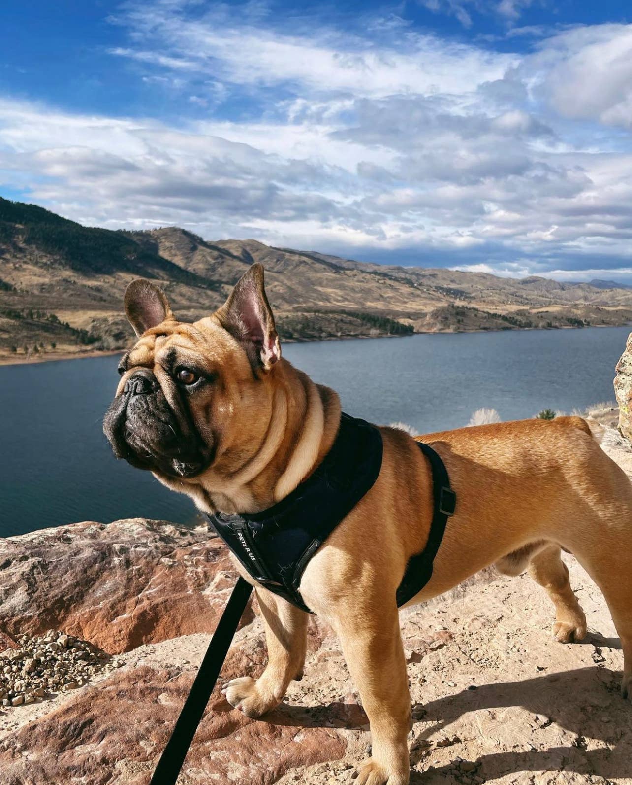 PETs R US - Adjustable No Pull Dog Harness, Charcoal Black: S