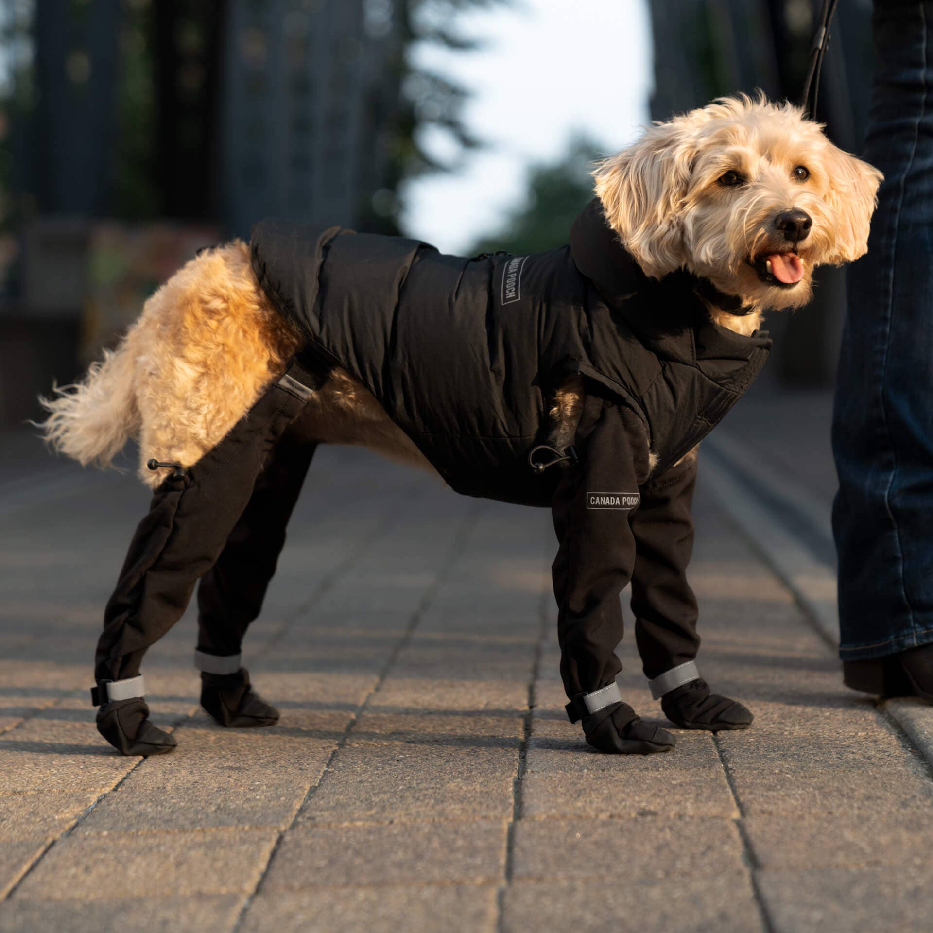 Canada Pooch - Suspender Boots- Dog Boots: Black / 3