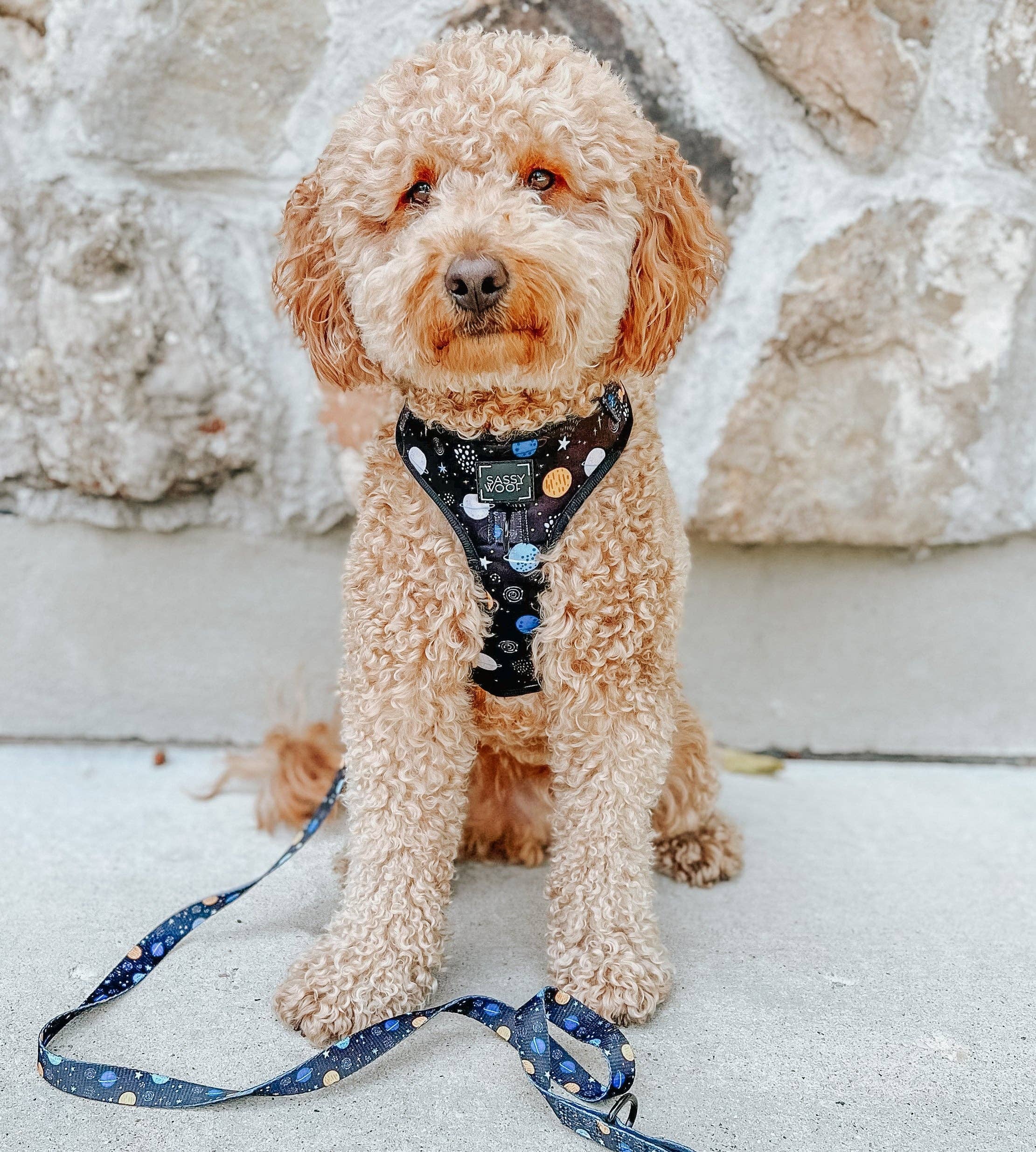 SASSY WOOF - Dog Adjustable Harness - To the Stars and Beyond: Large