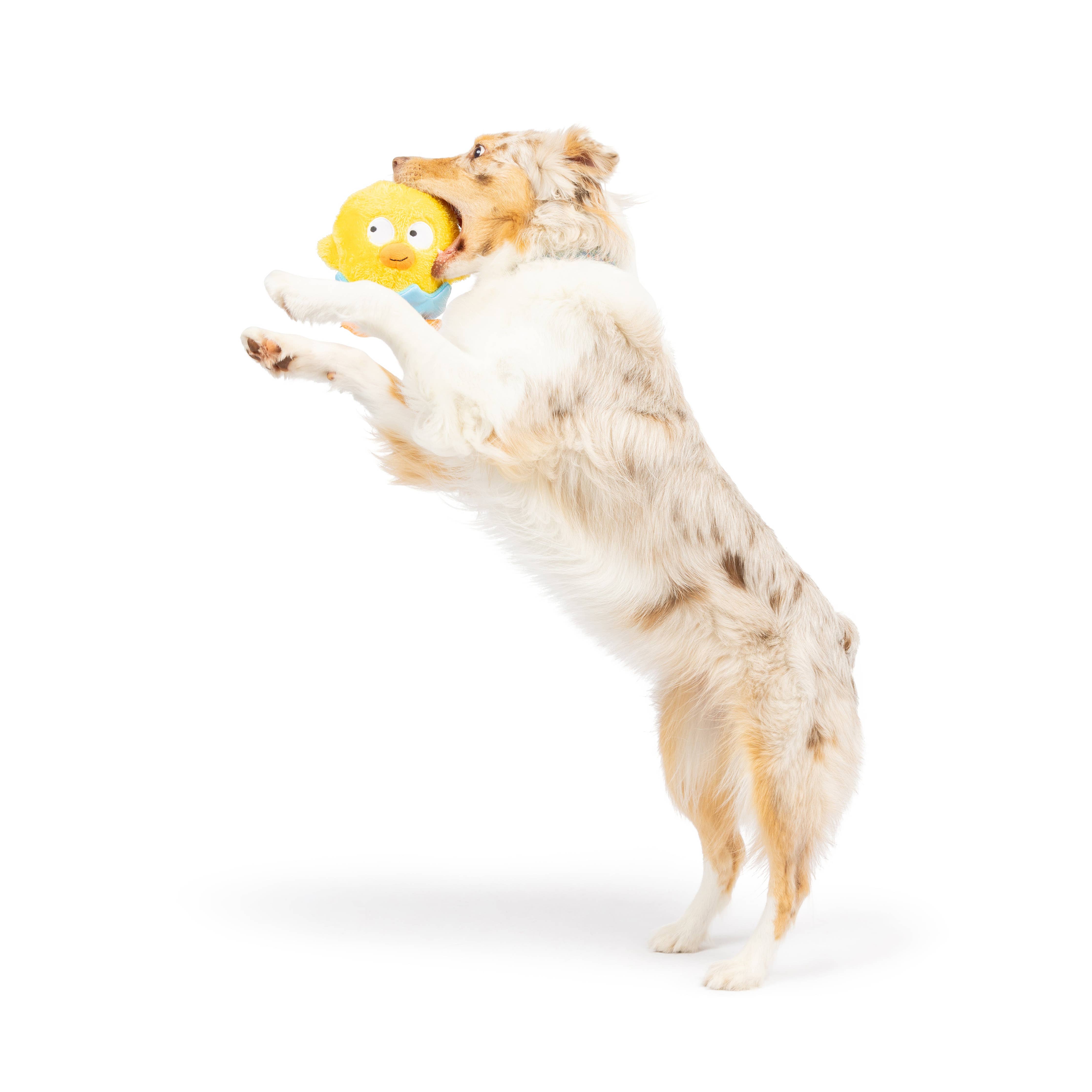 Huxley & Kent - Chick-A-Dee Dog Toy: Large