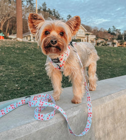 SASSY WOOF - Dog Leash - Sakura