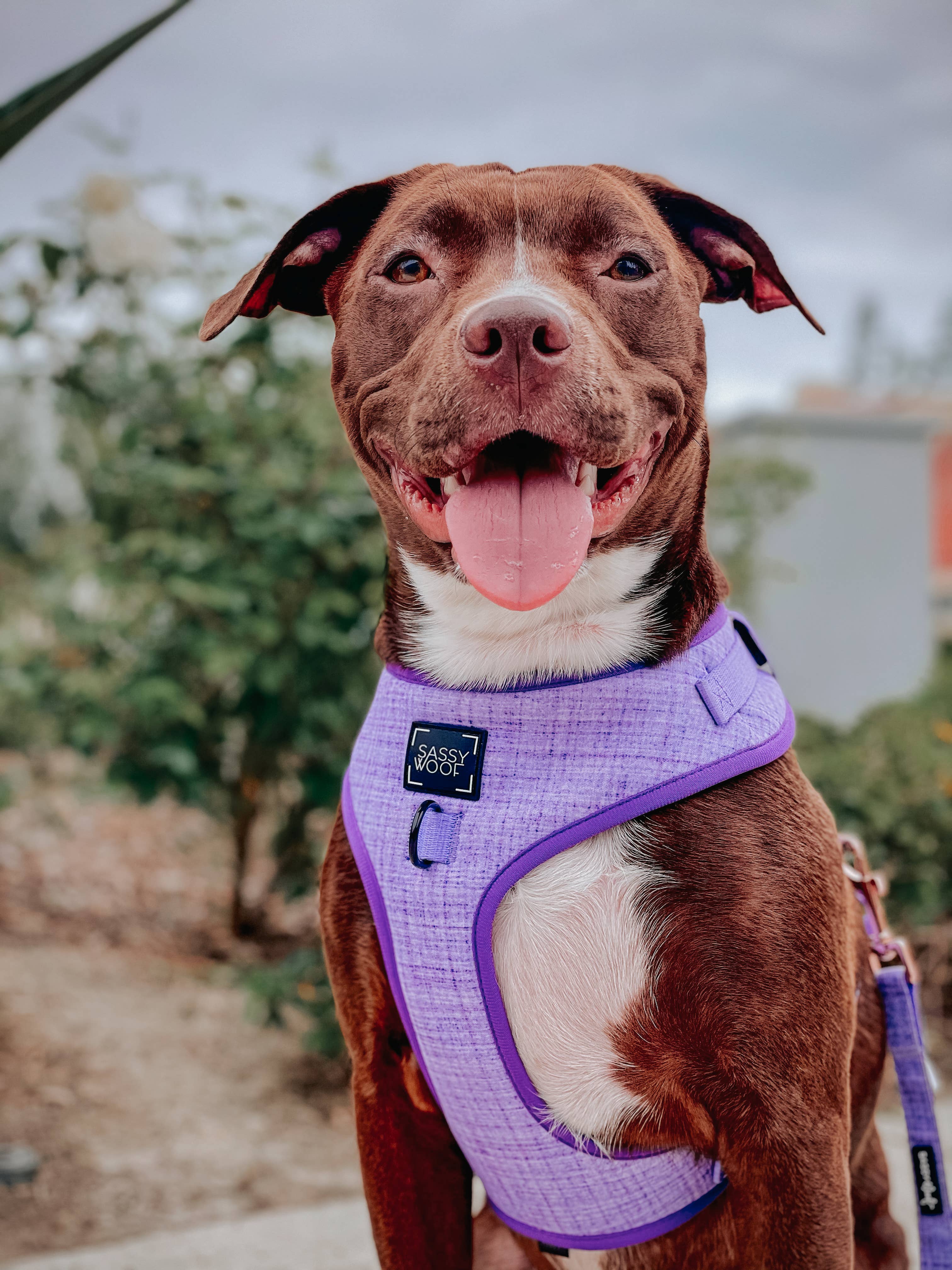 SASSY WOOF - Dog Adjustable Harness - Aurora: XXL