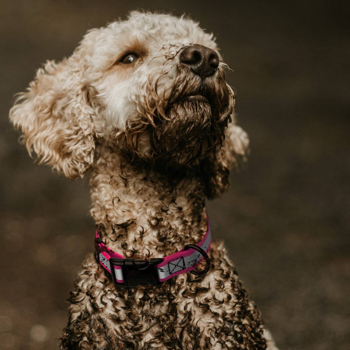 Dogline - Dogline Biothane Reflective Dog Collar with Quick Release: Dogline Blue / 15"-25" / 1"