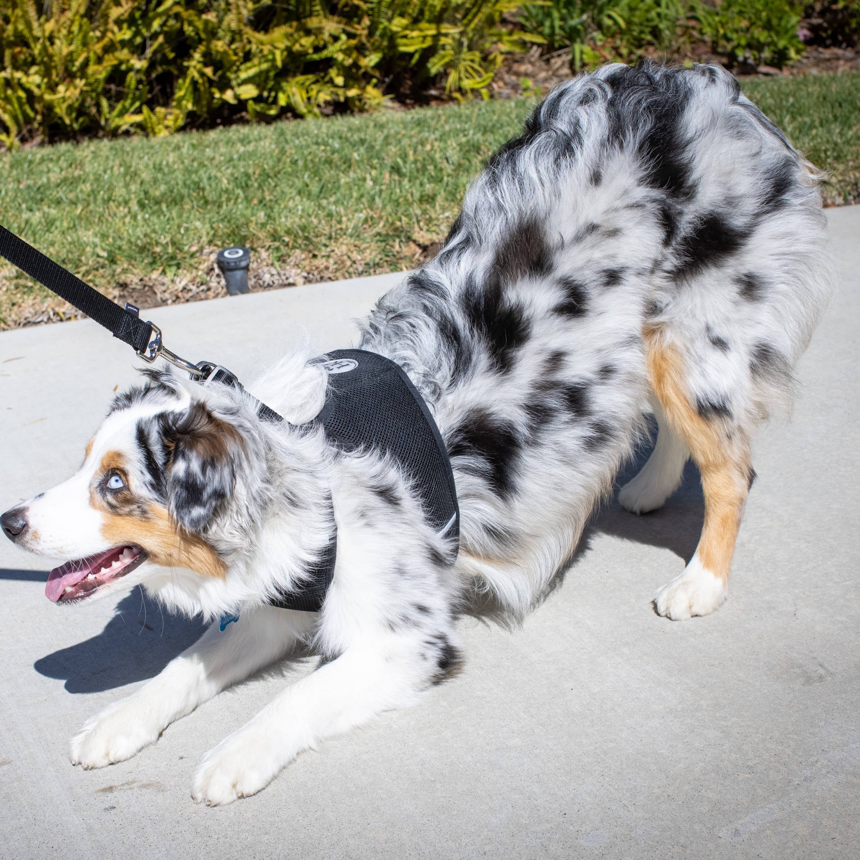 Huxley & Kent - Hudson Harness Blue: XXS (2-6lbs)