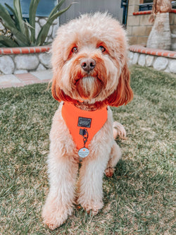 SASSY WOOF - Dog Adjustable Harness - Neon Orange: XXS
