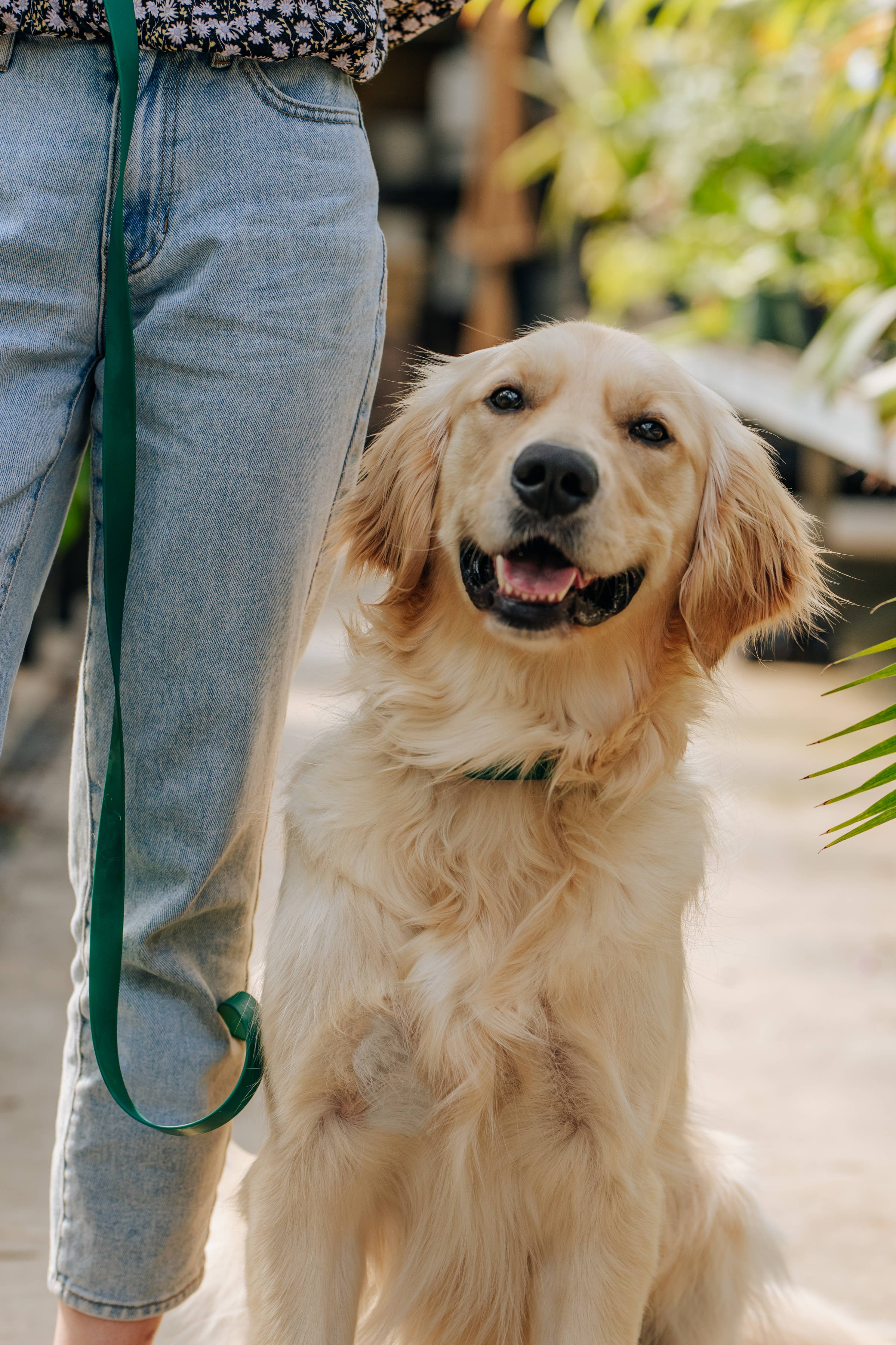 SUNNY TAILS - Meadow Green Waterproof Dog Collar: SMALL