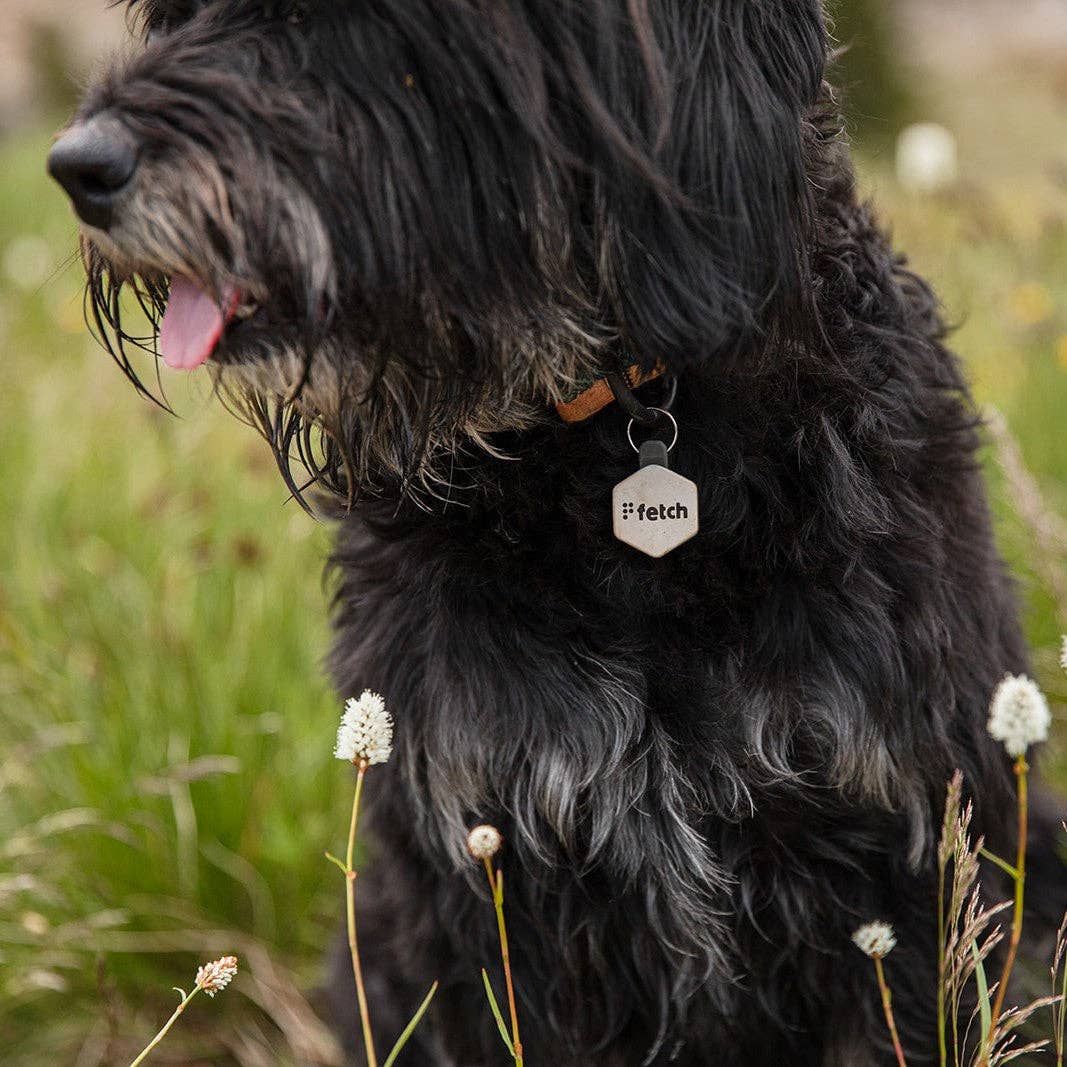 Lifekey Mini Smart Pet Tag Jet Black