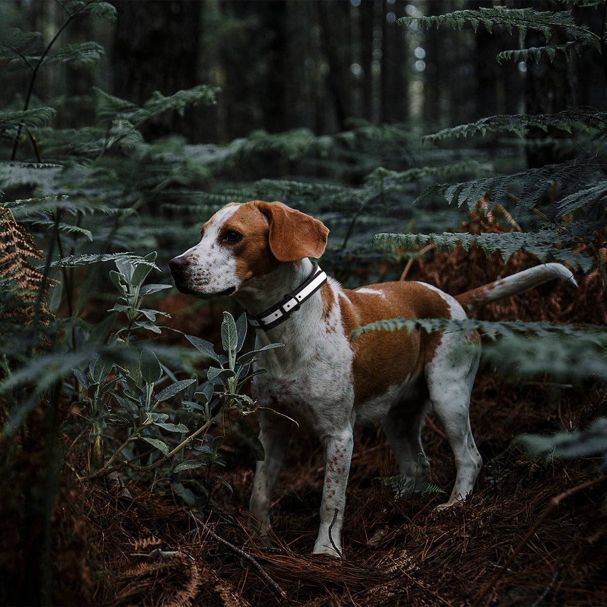 Dogline - Biothane Translucent Reflective Collar: Blue / 22"-25" / 1"