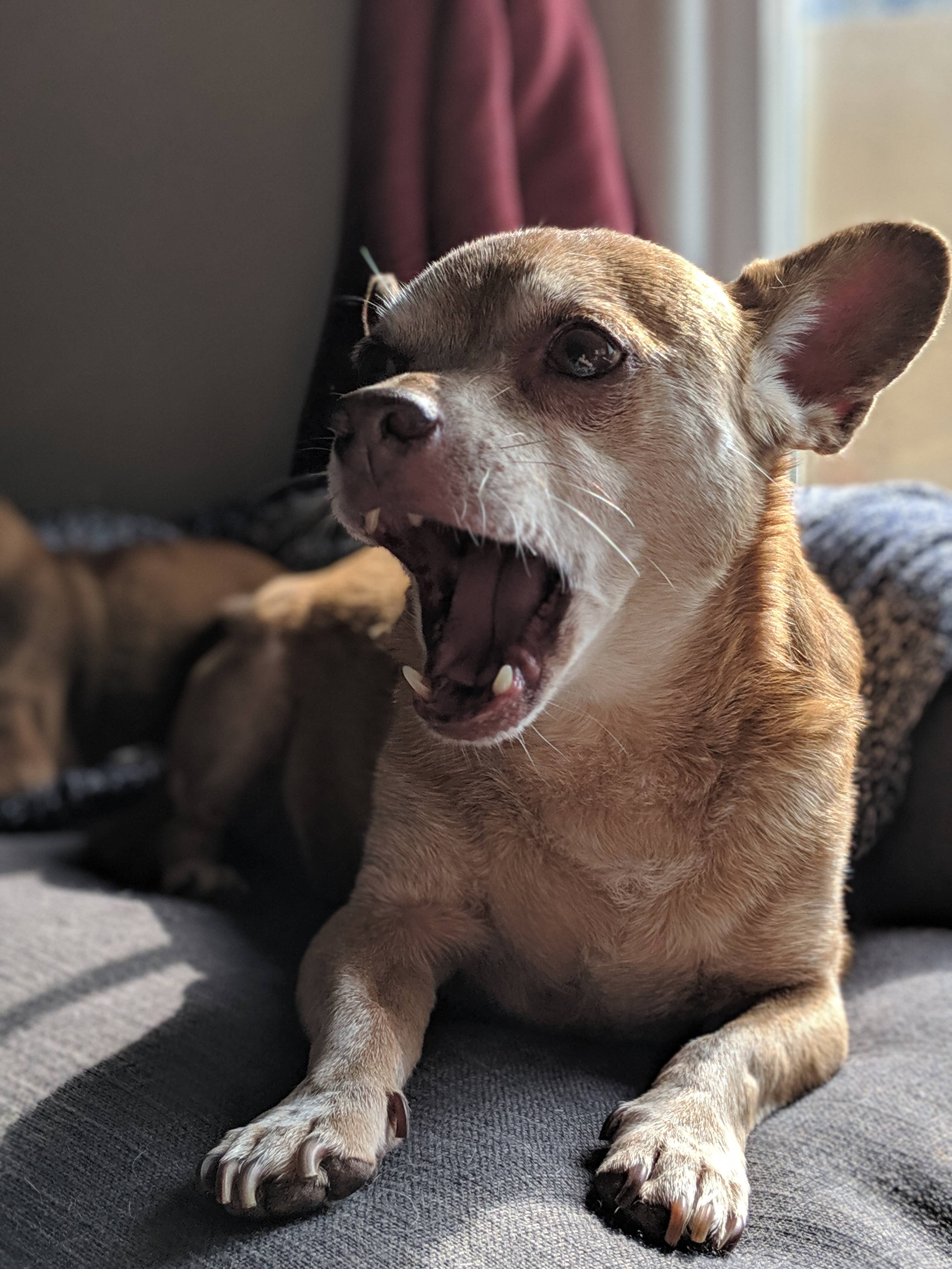 Chester's Dog Treats, LLC - CHESTER'S BEEF BROWNIE BITES DOG TREATS